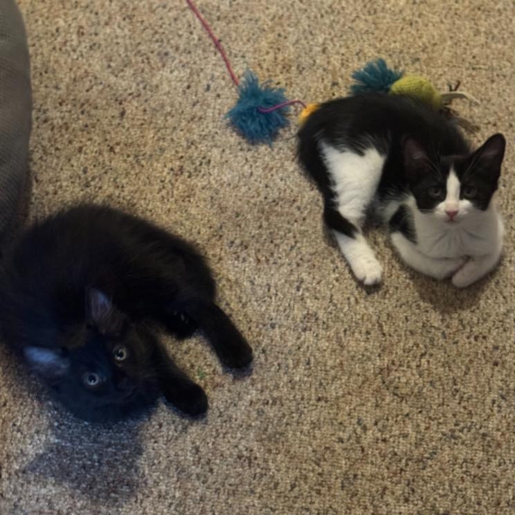 Enlarge Vostok and Gemini, a Adoptable mixed breed in Hyattsville, MD image 2/6