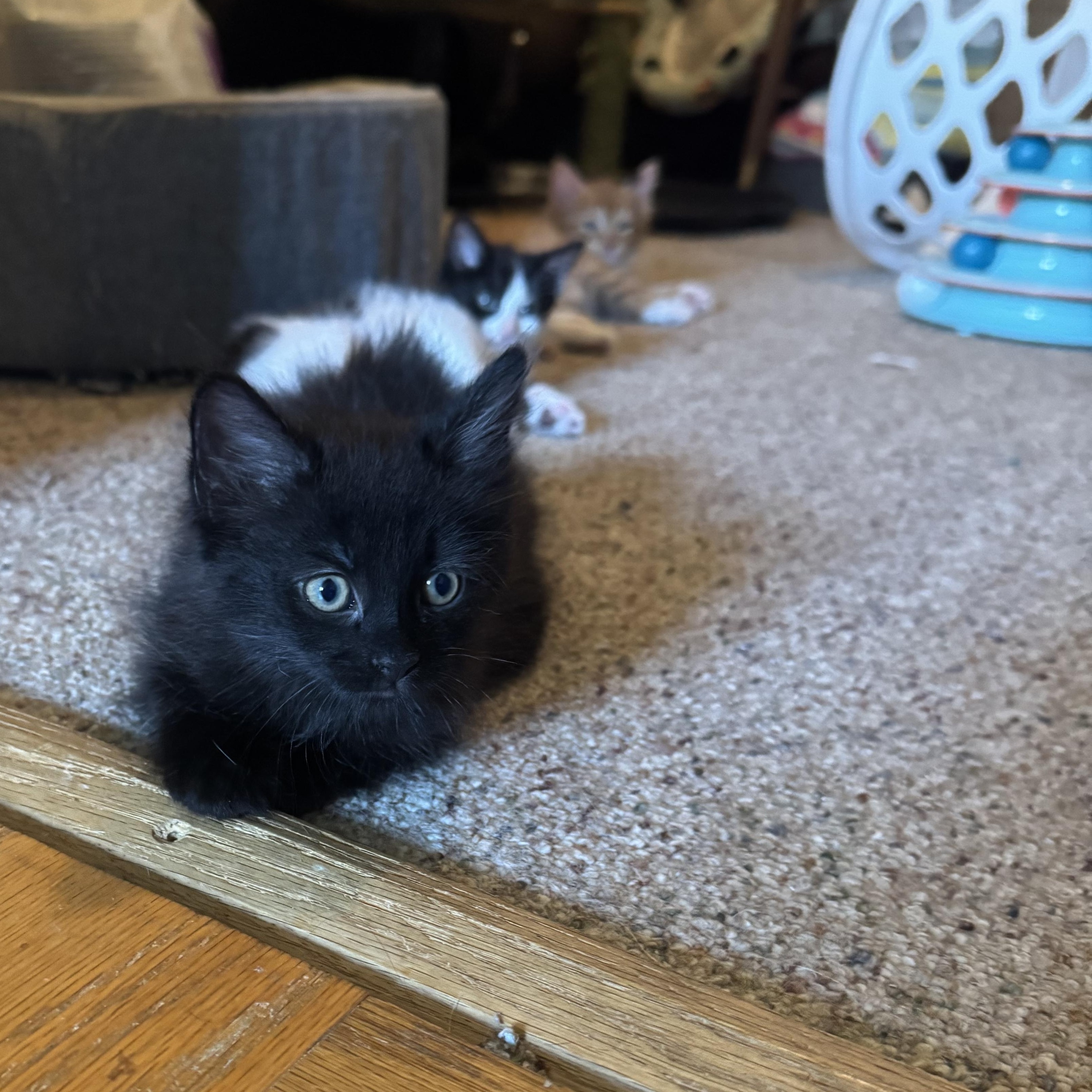 Enlarge Vostok and Gemini, a Adoptable mixed breed in Hyattsville, MD image 4/6
