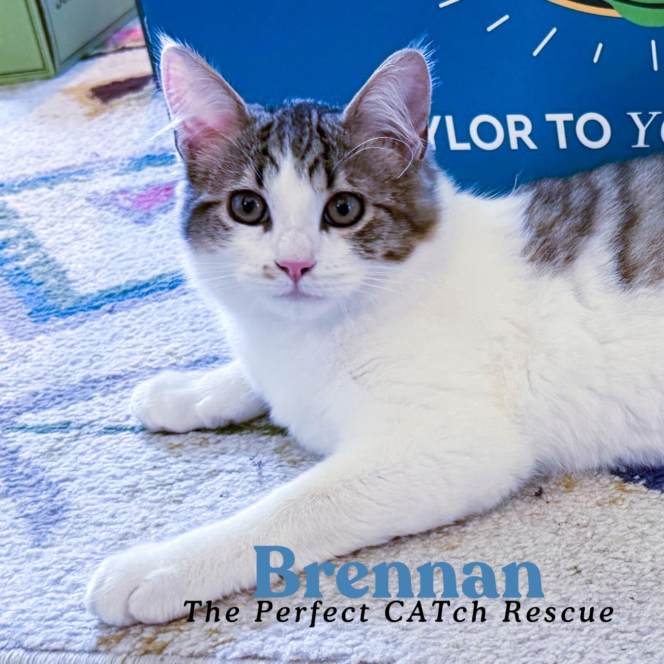 Brennan, a Adopted Domestic Short Hair in Vallejo, CA image 1/2
