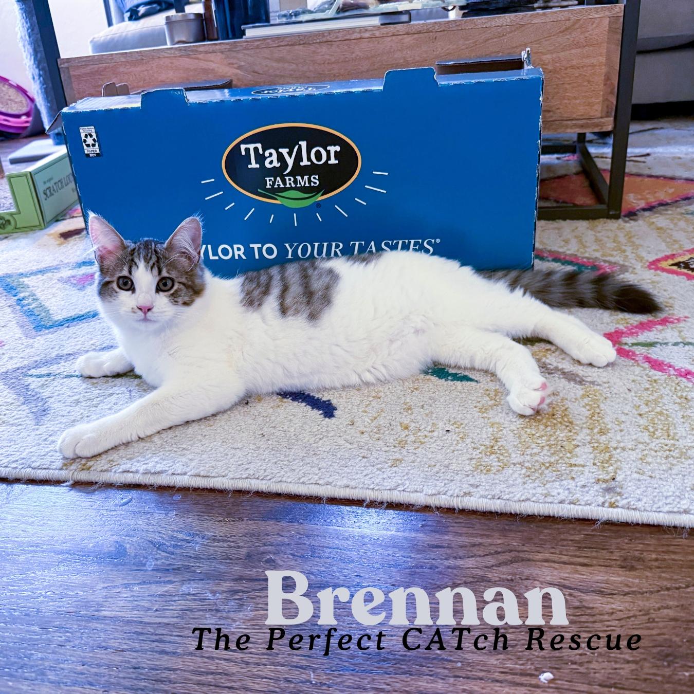 Brennan, a Adopted Domestic Short Hair in Vallejo, CA image 2/2
