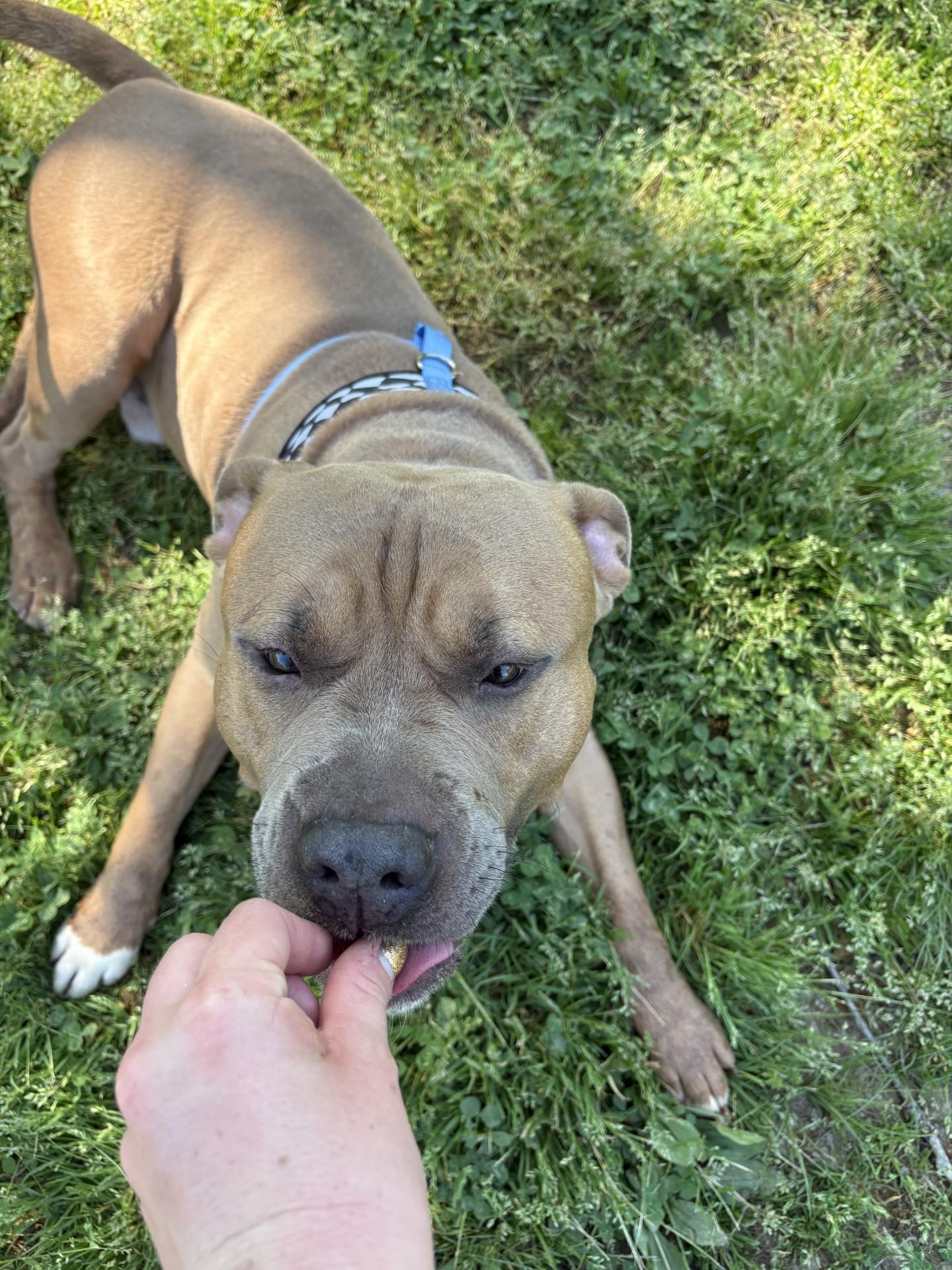 Enlarge Meeko, a ADOPTABLE American Staffordshire Terrier in Ashland, VA image 2/6