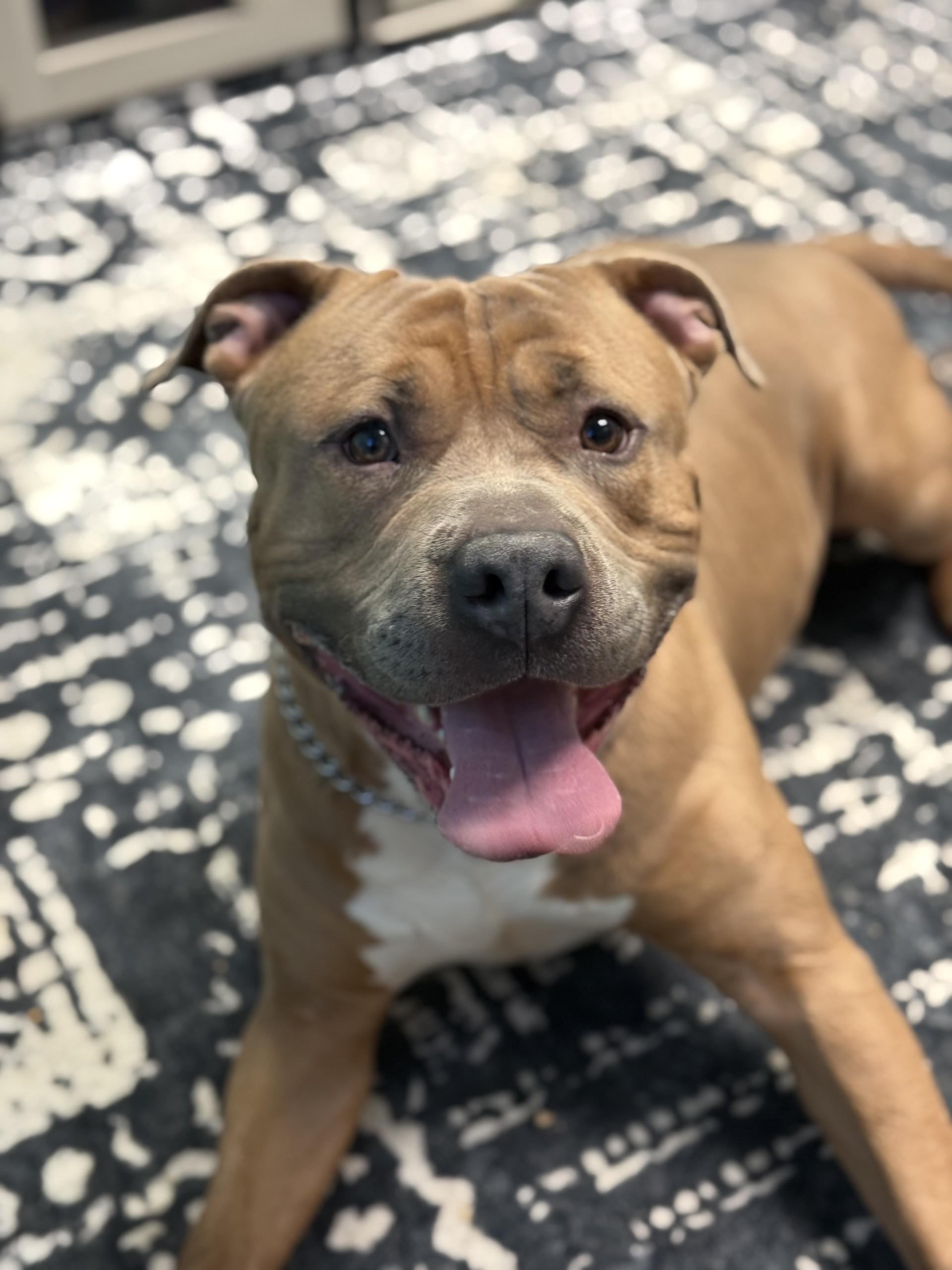 Enlarge Meeko, a ADOPTABLE American Staffordshire Terrier in Ashland, VA image 5/6