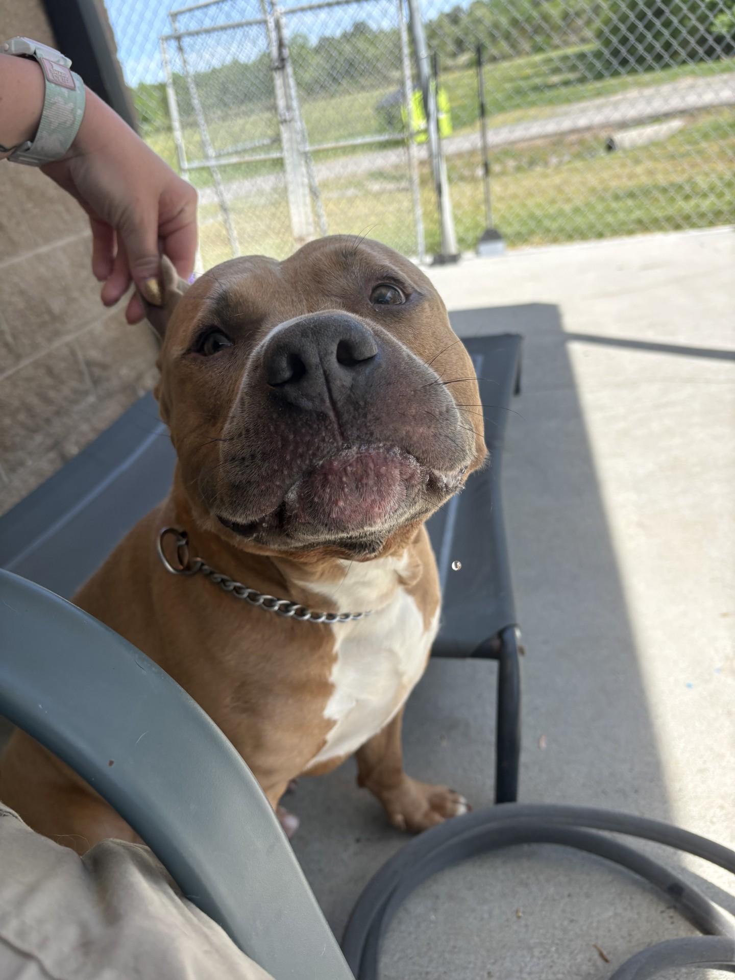 Enlarge Meeko, a ADOPTABLE American Staffordshire Terrier in Ashland, VA image 6/6