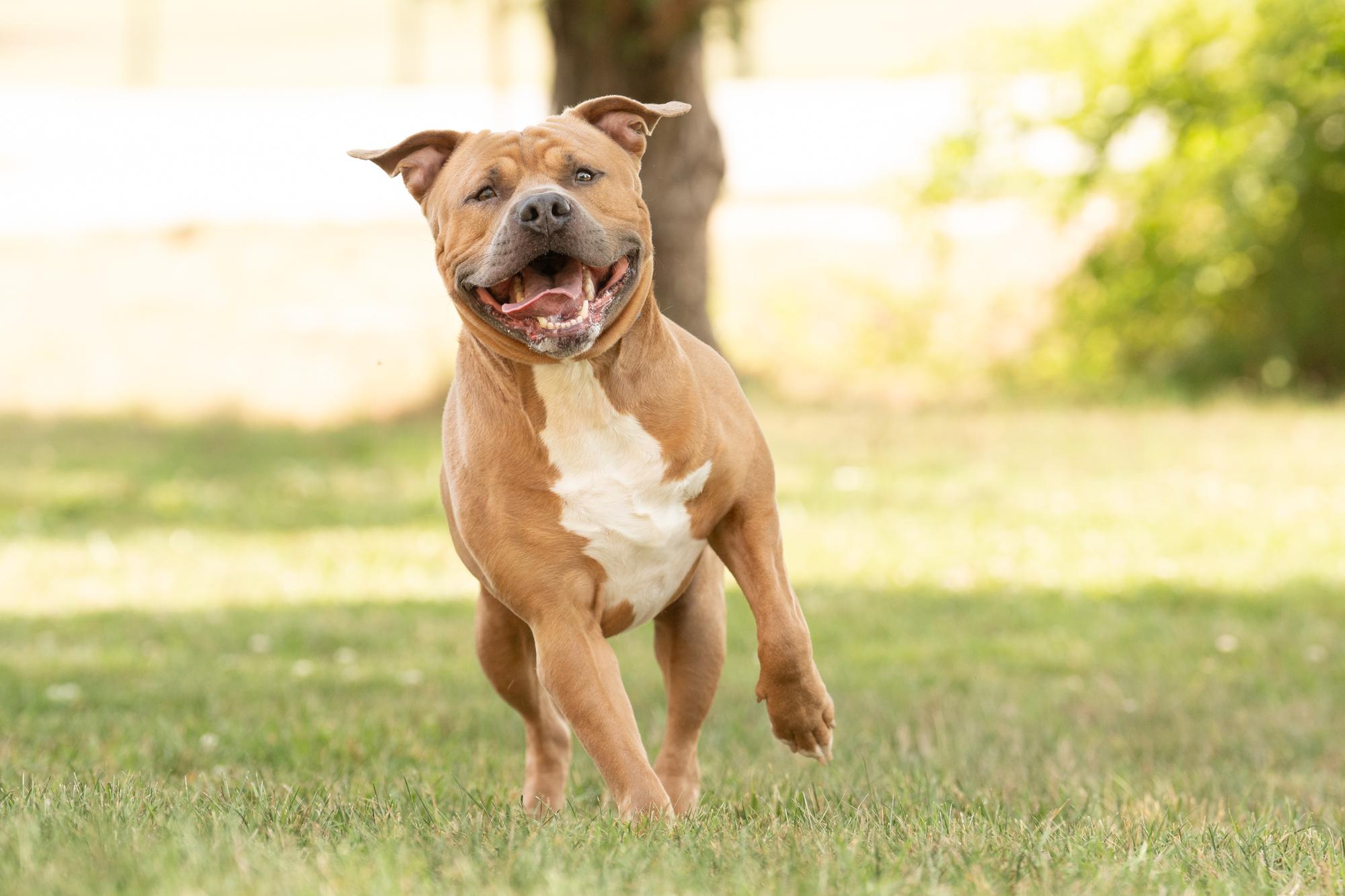 Enlarge Meeko, a ADOPTABLE American Staffordshire Terrier in Ashland, VA image 6/6