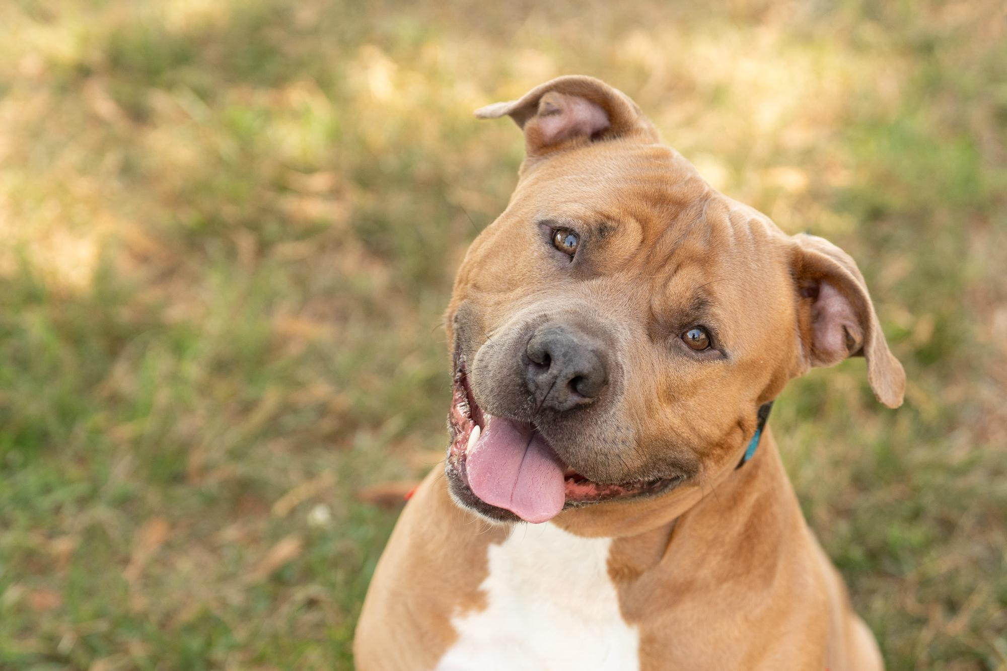 Enlarge Meeko, a ADOPTABLE American Staffordshire Terrier in Ashland, VA image 2/6
