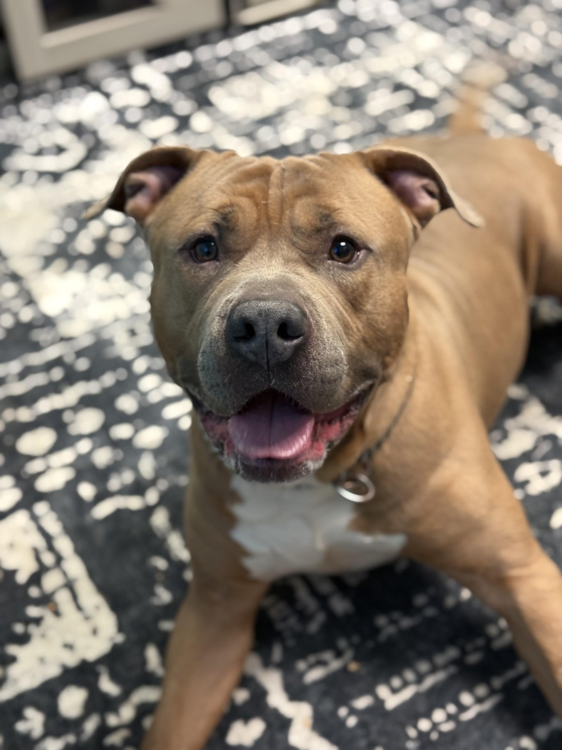 Enlarge Meeko, a ADOPTABLE American Staffordshire Terrier in Ashland, VA image 3/6