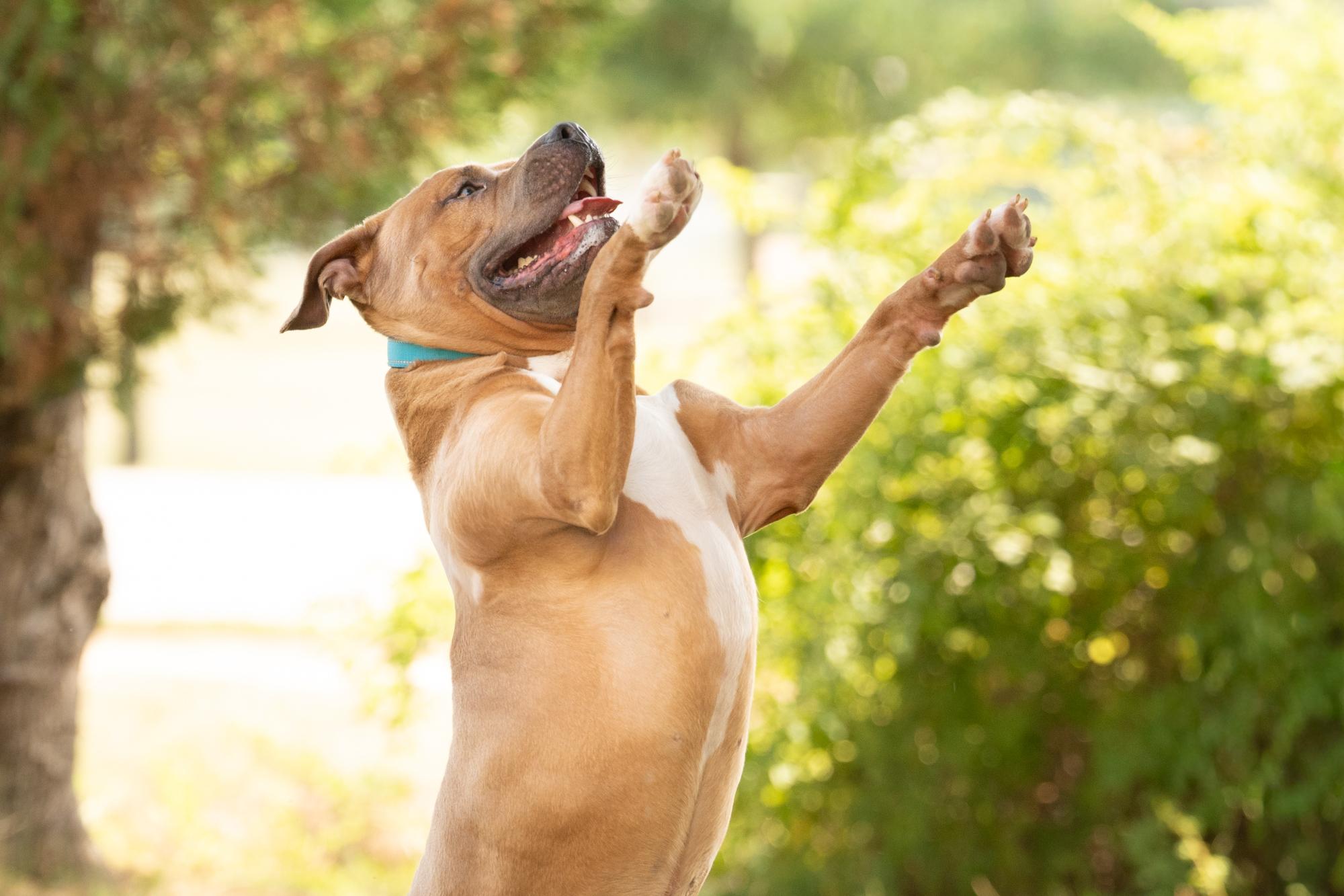 Enlarge Meeko, a ADOPTABLE American Staffordshire Terrier in Ashland, VA image 5/6
