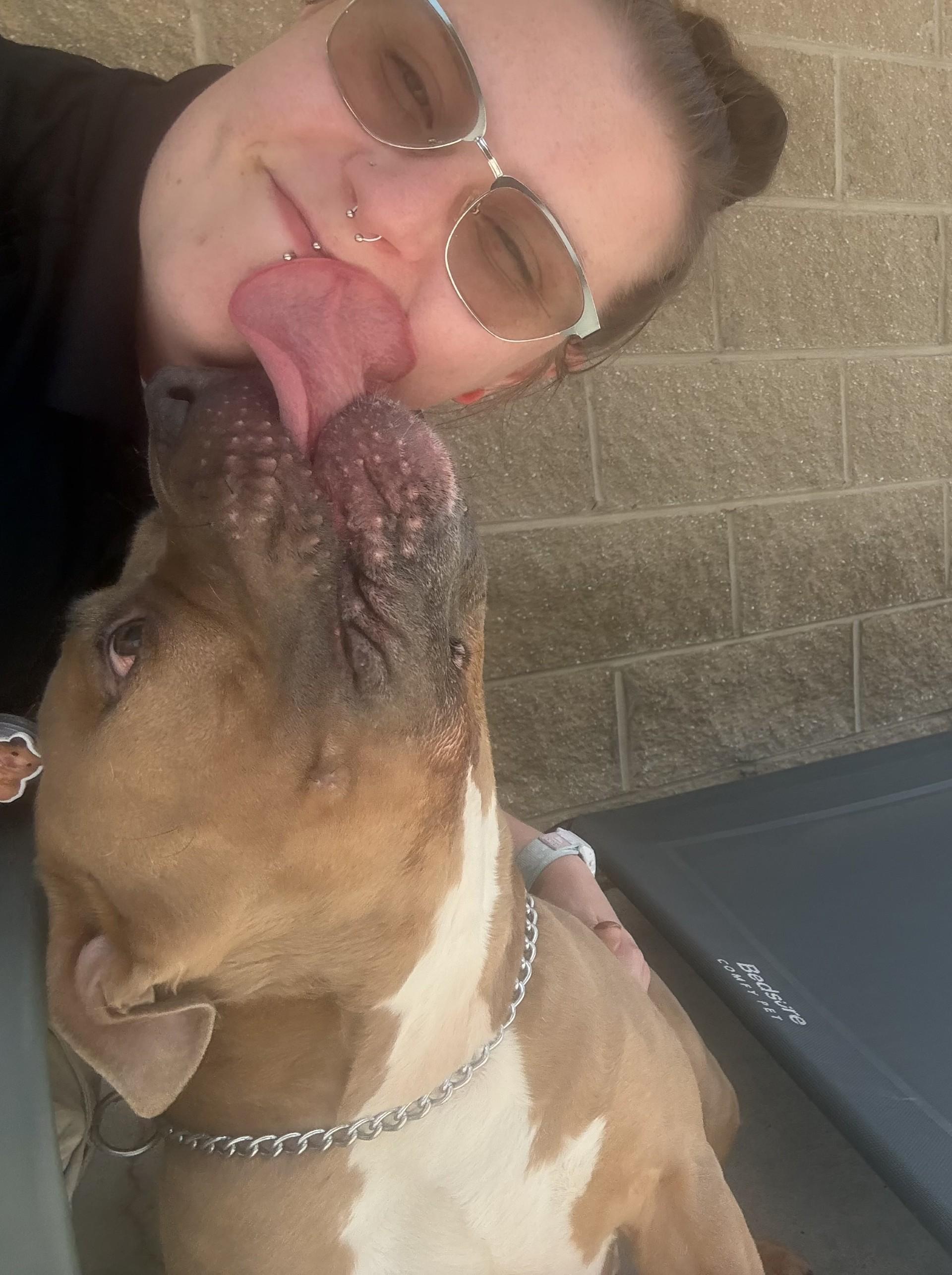 Enlarge Meeko, a ADOPTABLE American Staffordshire Terrier in Ashland, VA image 2/6