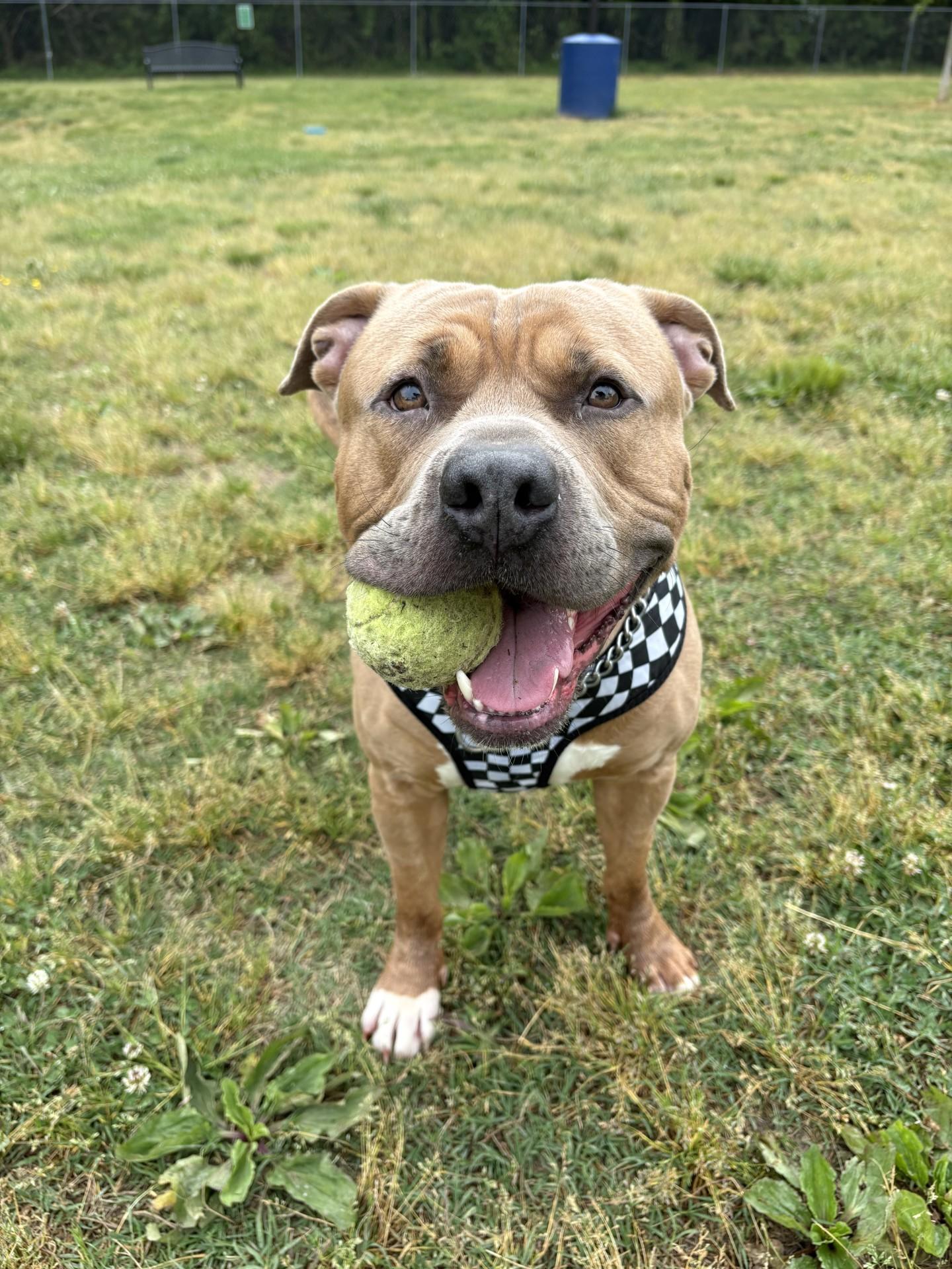 Enlarge Meeko, a ADOPTABLE American Staffordshire Terrier in Ashland, VA image 1/6