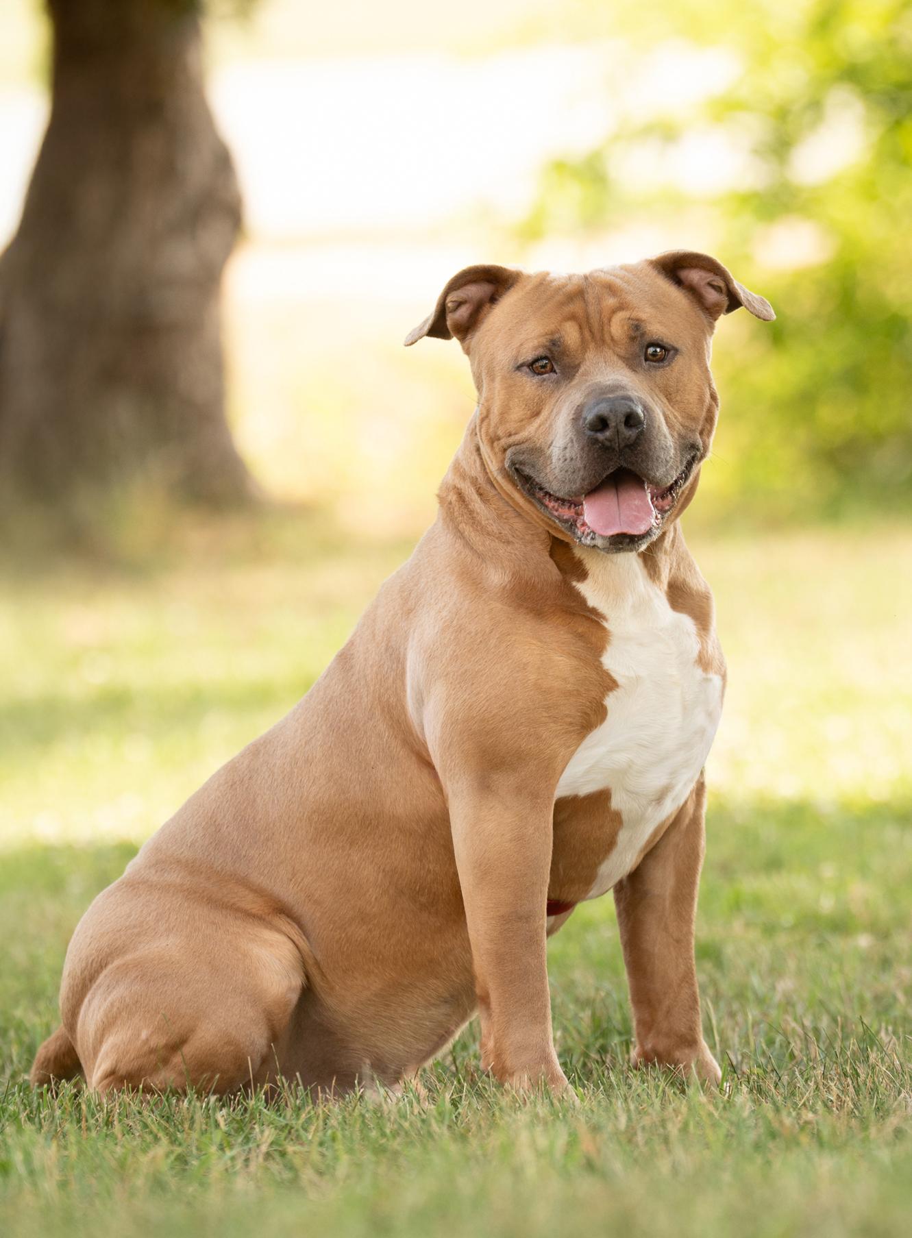 Meeko, ADOPTABLE, Adult Male American Staffordshire Terrier.