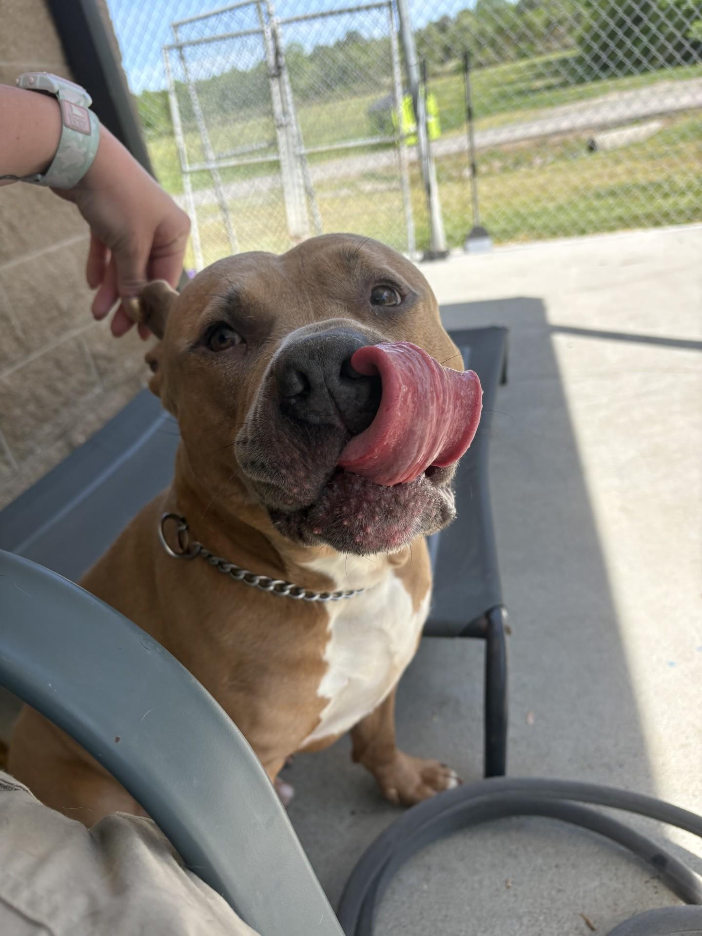 Enlarge Meeko, a ADOPTABLE American Staffordshire Terrier in Ashland, VA image 4/6
