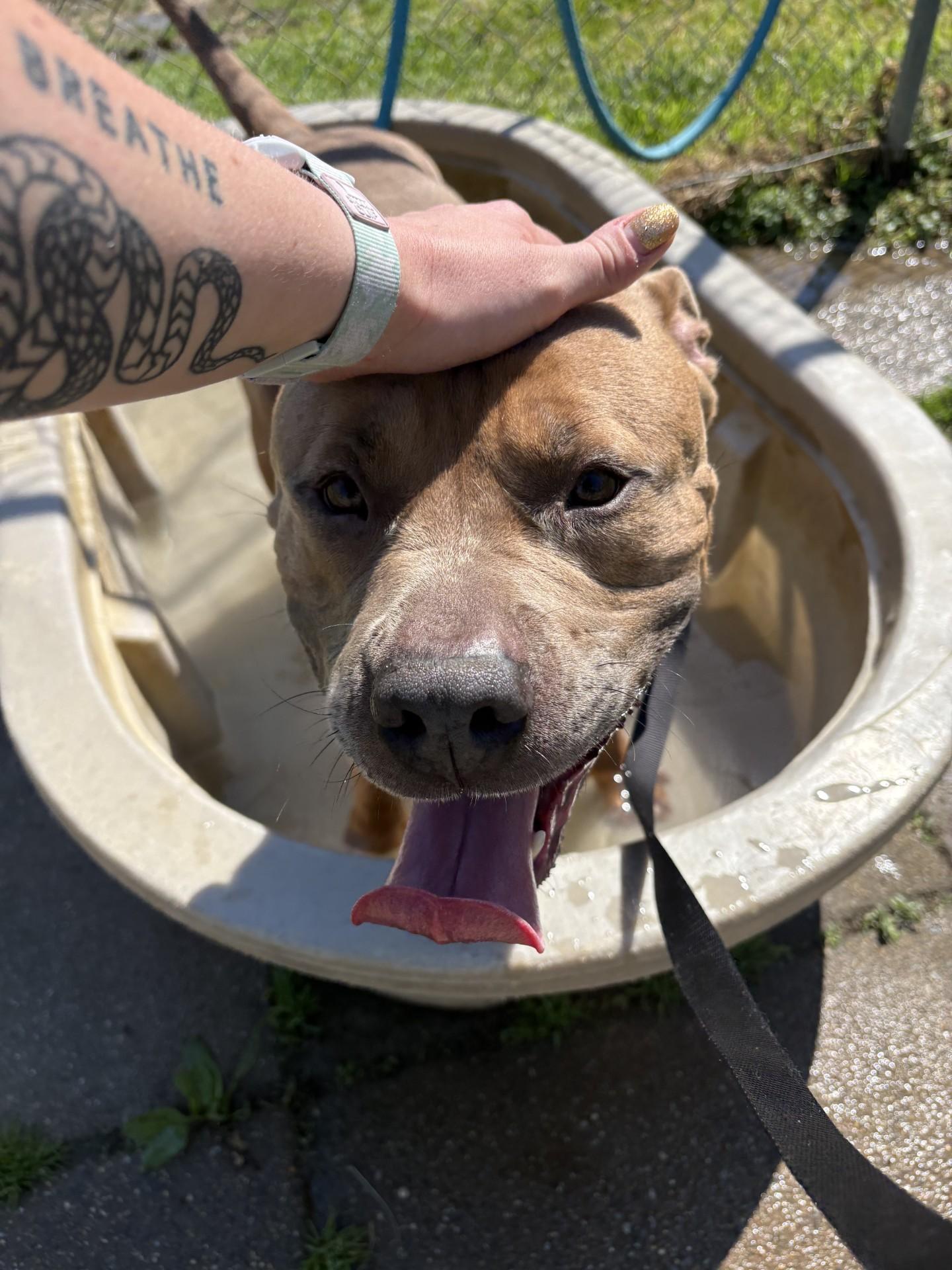 Enlarge Meeko, a ADOPTABLE American Staffordshire Terrier in Ashland, VA image 6/6