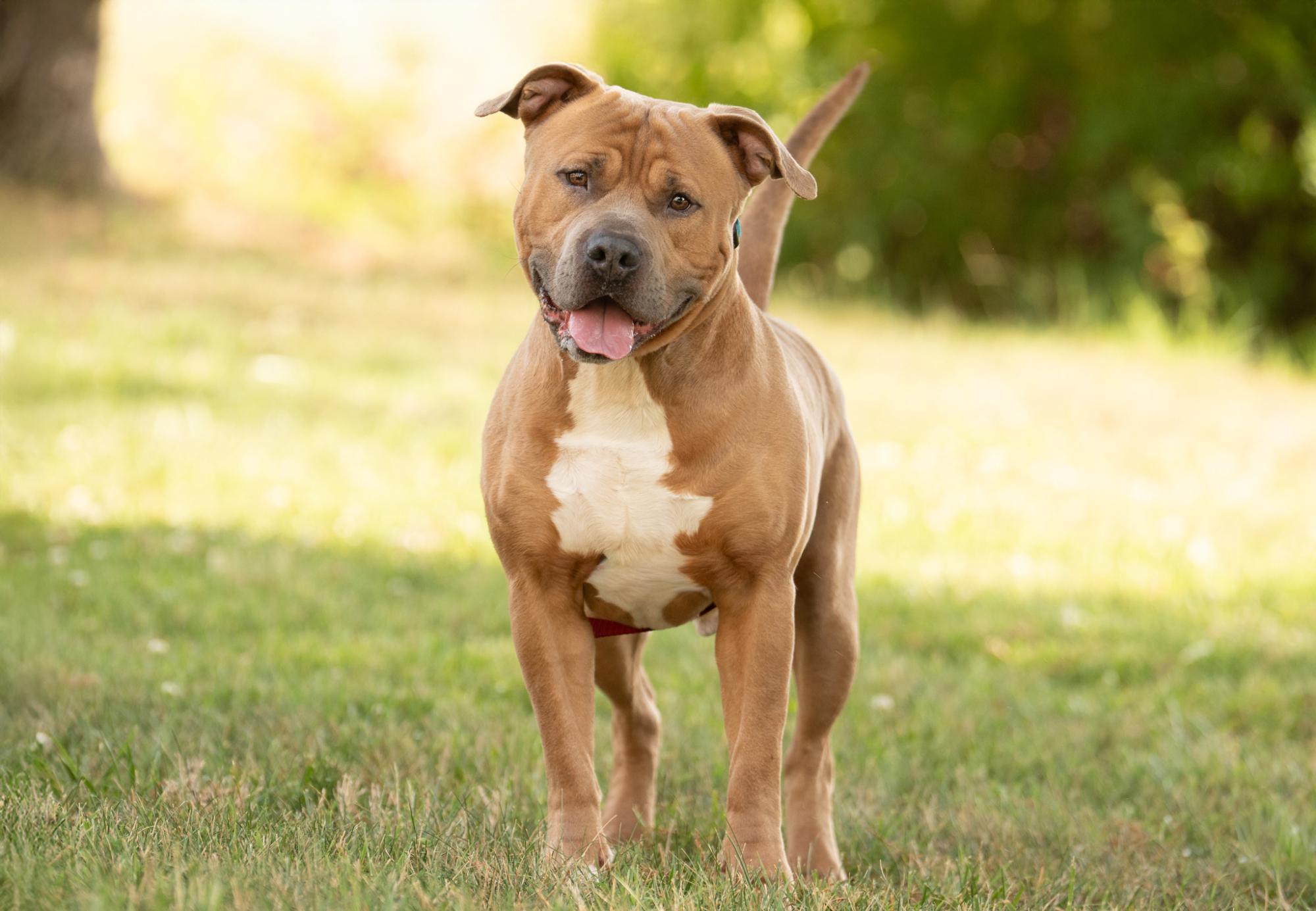 Enlarge Meeko, a ADOPTABLE American Staffordshire Terrier in Ashland, VA image 4/6