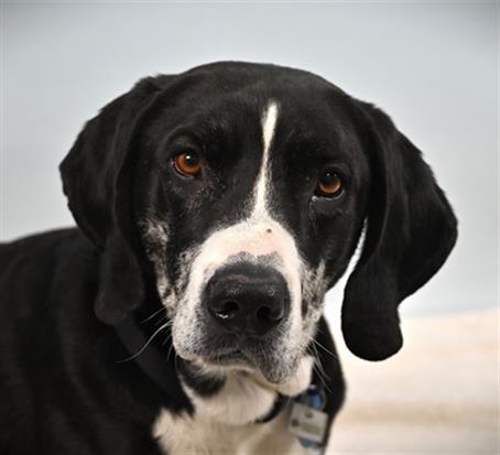 Enlarge CASH, a Adoptable mixed breed in Loveland, CO image 1/1