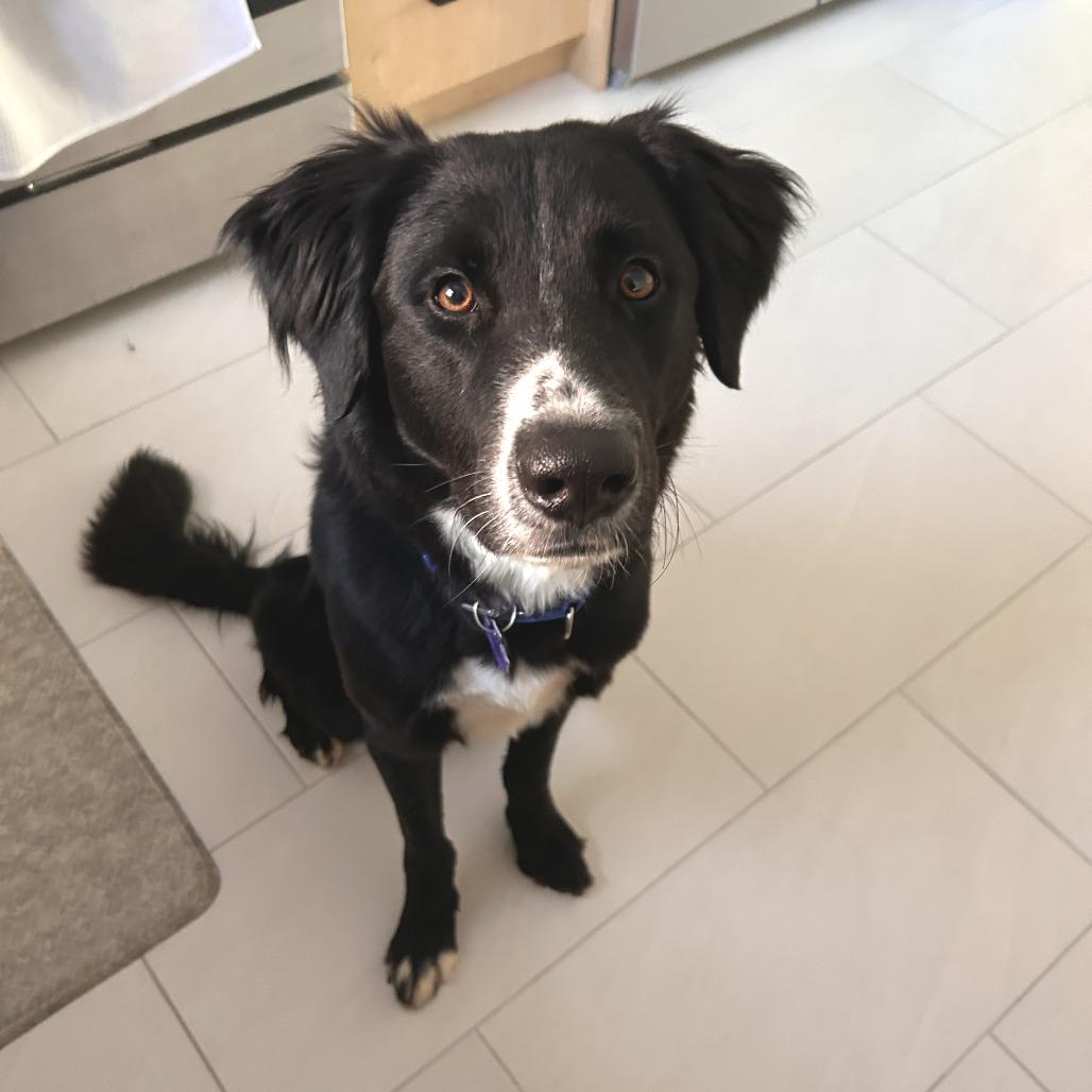 Rian, Adoptable, Young Male Border Collie.