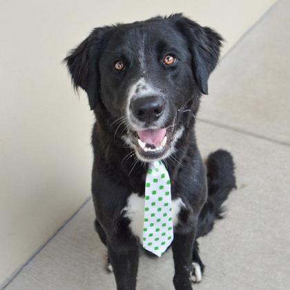 Rian, a Adoptable Border Collie in Brooklyn, NY image 2/4