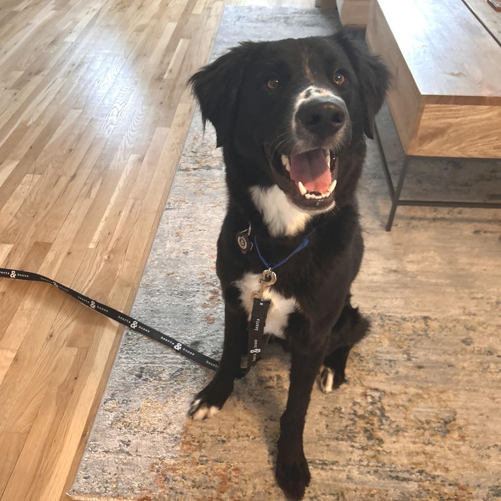 Rian, a Adoptable Border Collie in Brooklyn, NY image 3/4