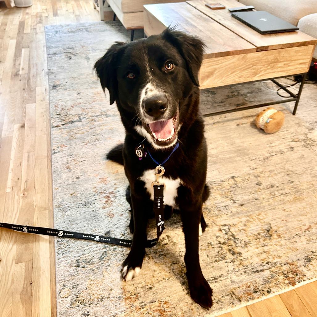 Rian, a Adoptable Border Collie in Brooklyn, NY image 4/4