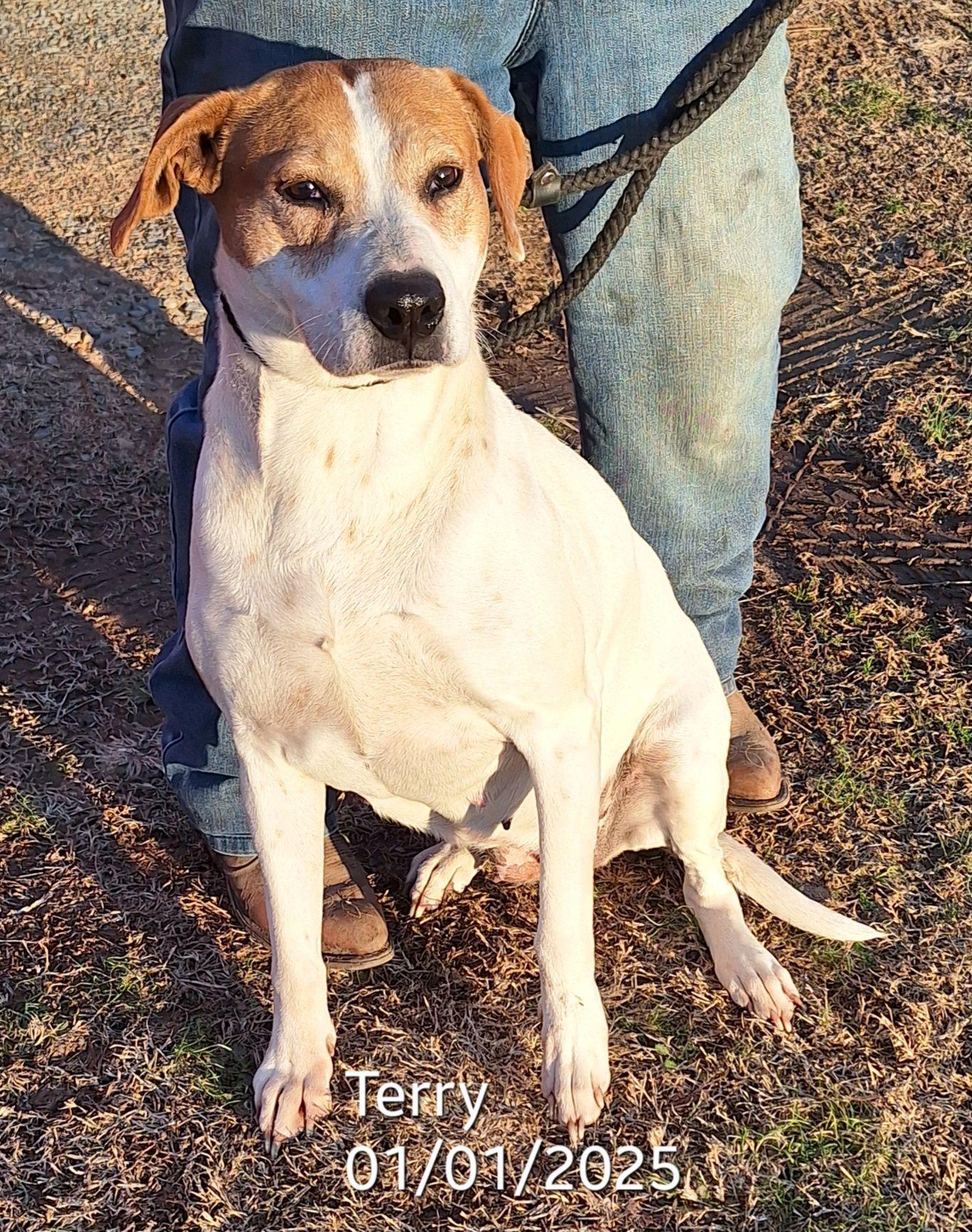 Terry