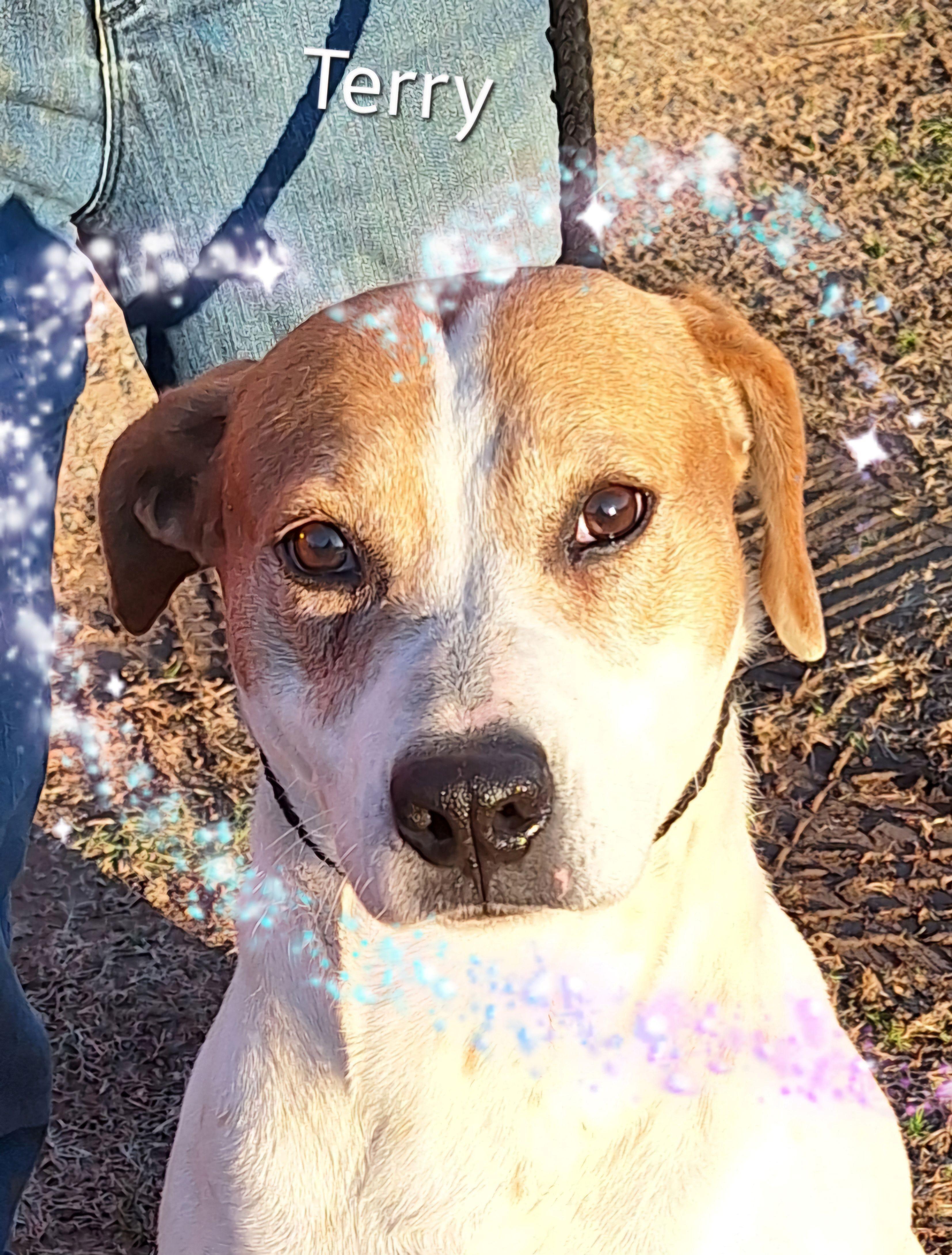 Terry