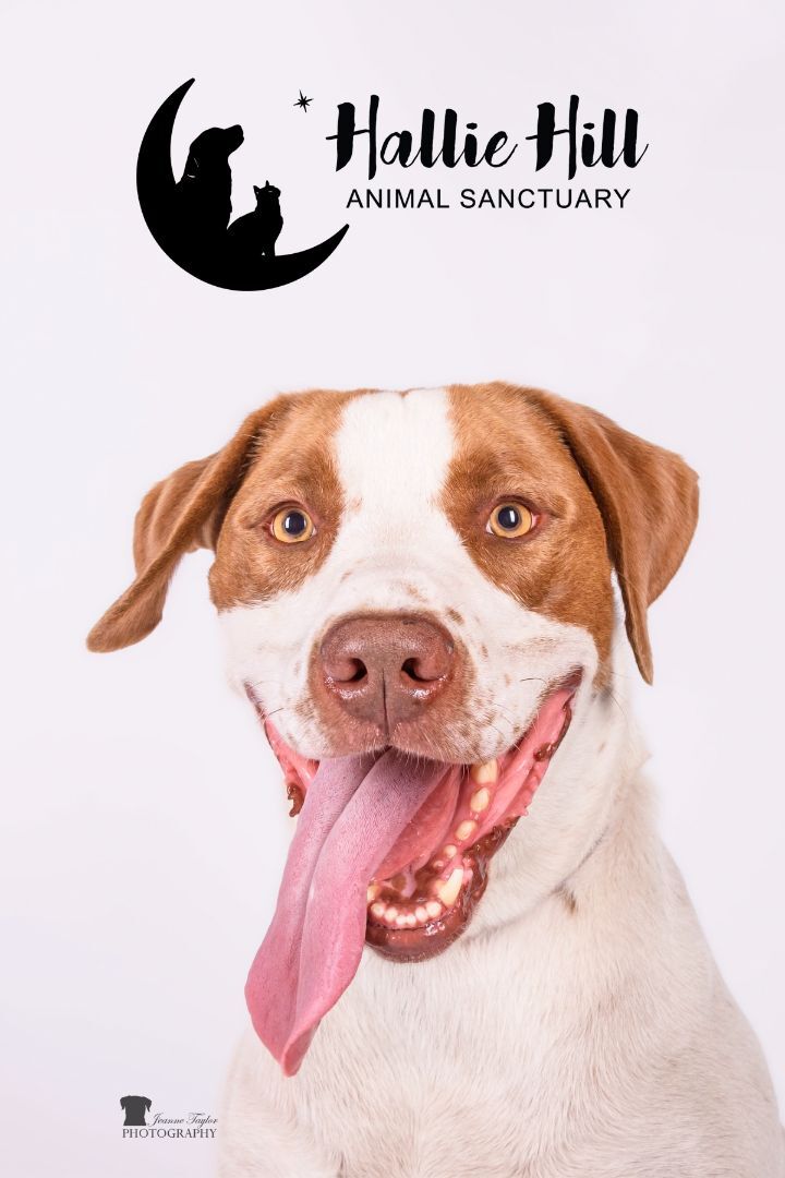 Clayton, a Adoptable mixed breed in Hollywood, SC image 1/8