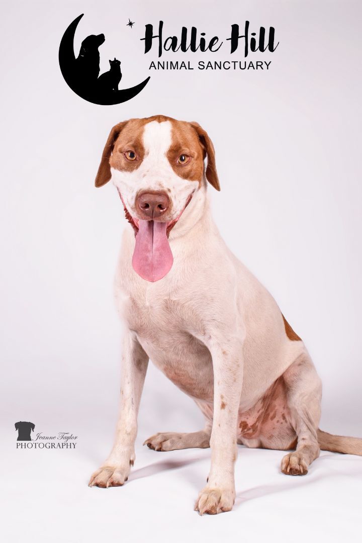 Clayton, a Adoptable mixed breed in Hollywood, SC image 2/8