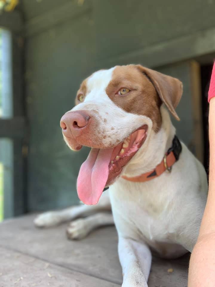 Clayton, a Adoptable mixed breed in Hollywood, SC image 3/8