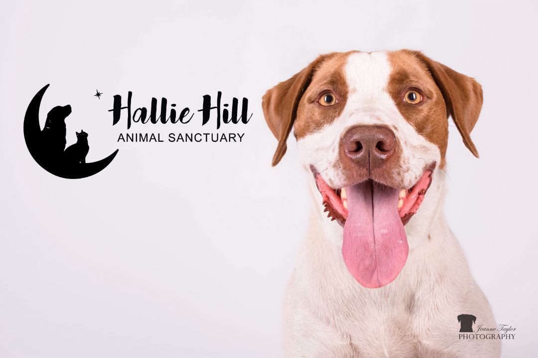 Clayton, a Adoptable mixed breed in Hollywood, SC image 4/8