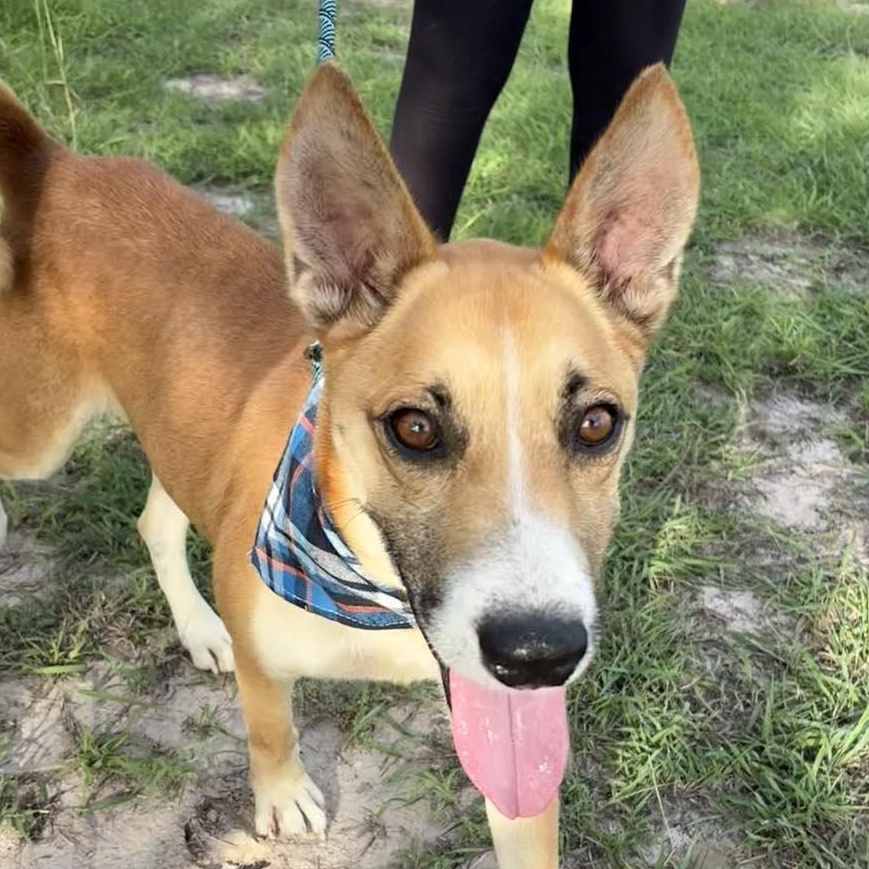 Flako, a Adoptable mixed breed in Edmonds, WA image 1/6