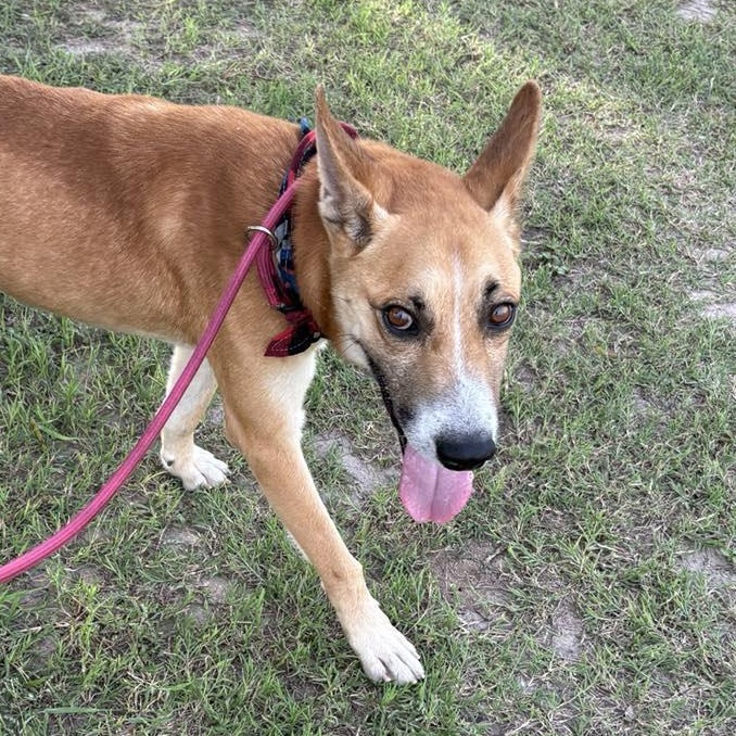 Flako, a Adoptable mixed breed in Edmonds, WA image 2/6