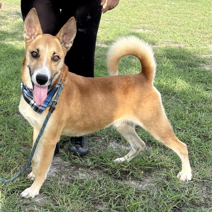 Flako, a Adoptable mixed breed in Edmonds, WA image 3/6