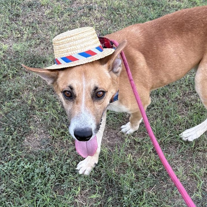 Flako, a Adoptable mixed breed in Edmonds, WA image 4/6
