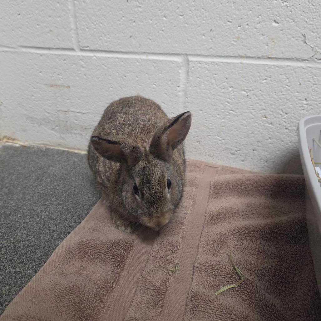 Sunflower, Adoptable, Baby Female Bunny Rabbit.