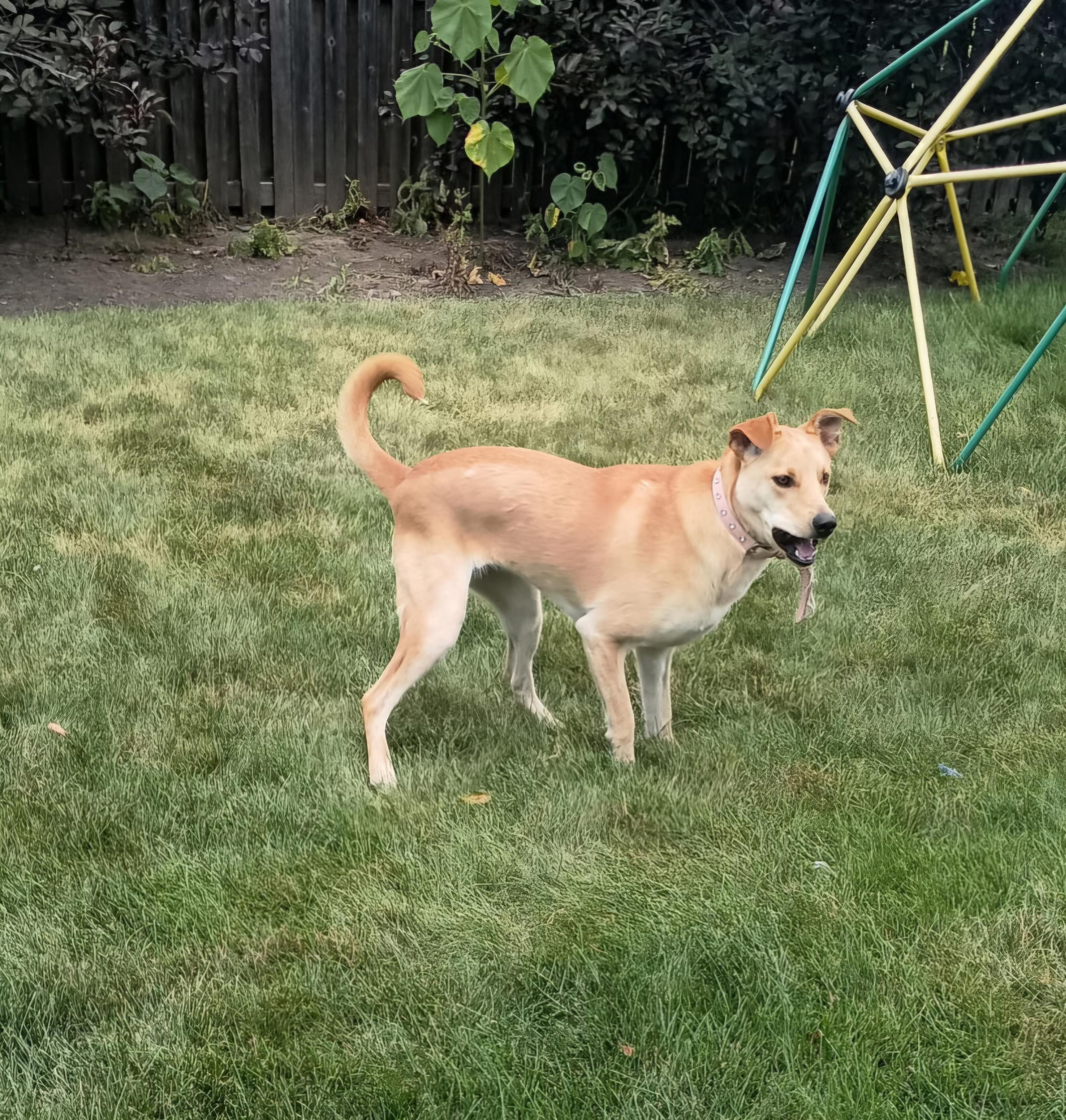 Maggie, a ADOPTABLE mixed breed in Plainfield, IL image 4/4