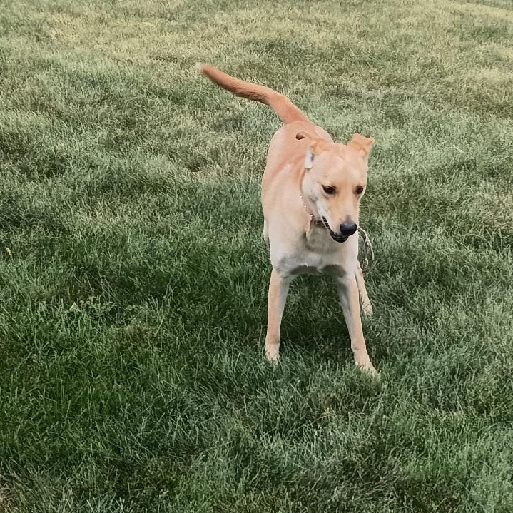 Maggie, a ADOPTABLE mixed breed in Plainfield, IL image 2/4