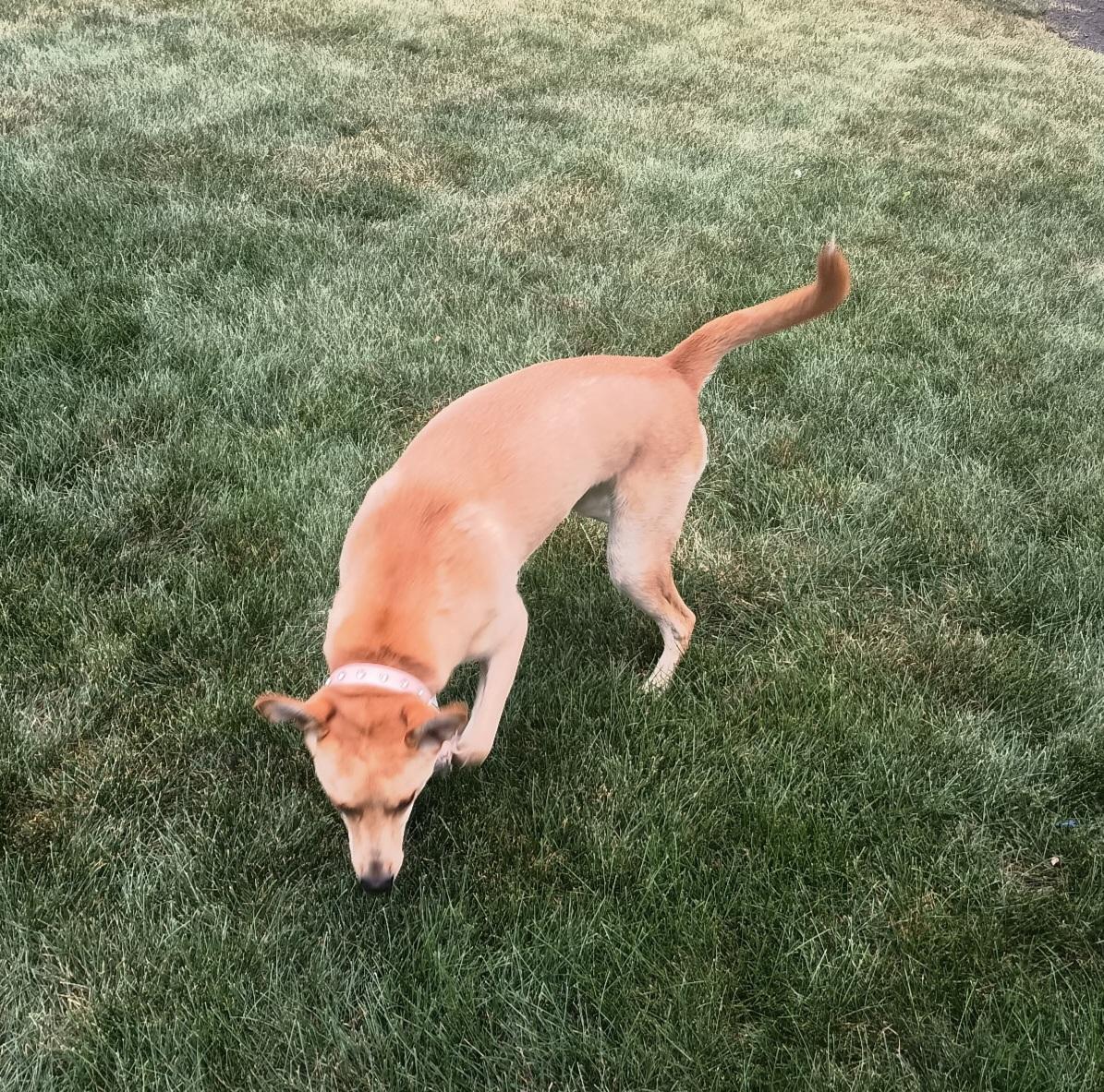 Maggie, a ADOPTABLE mixed breed in Plainfield, IL image 3/4