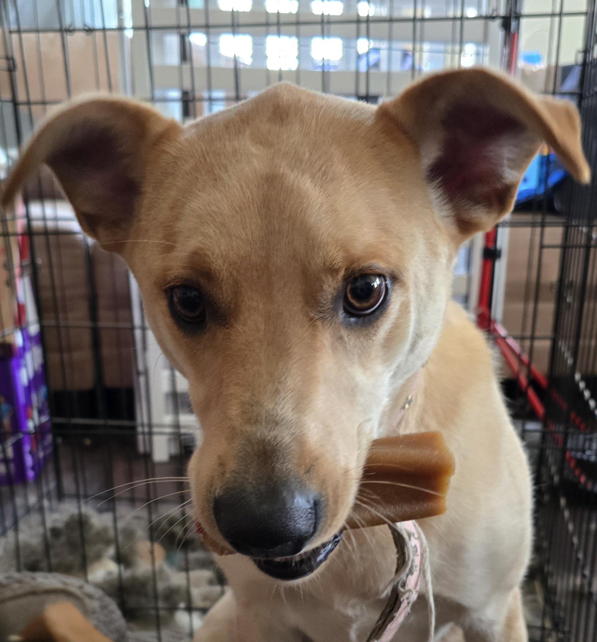 Maggie, ADOPTABLE, Young Female Labrador Retriever.