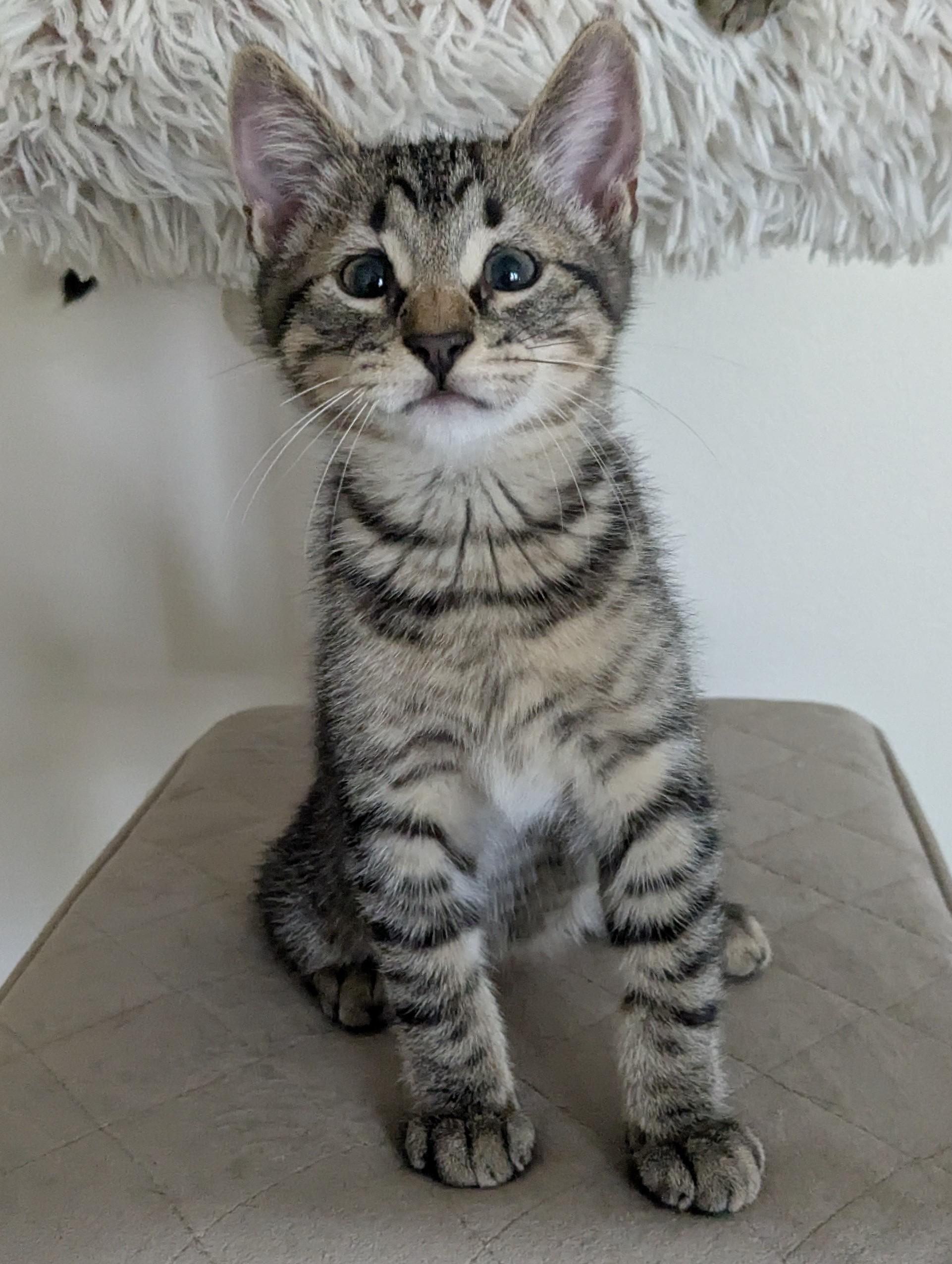 Koby, Adoptable, Kitten Male Tabby.