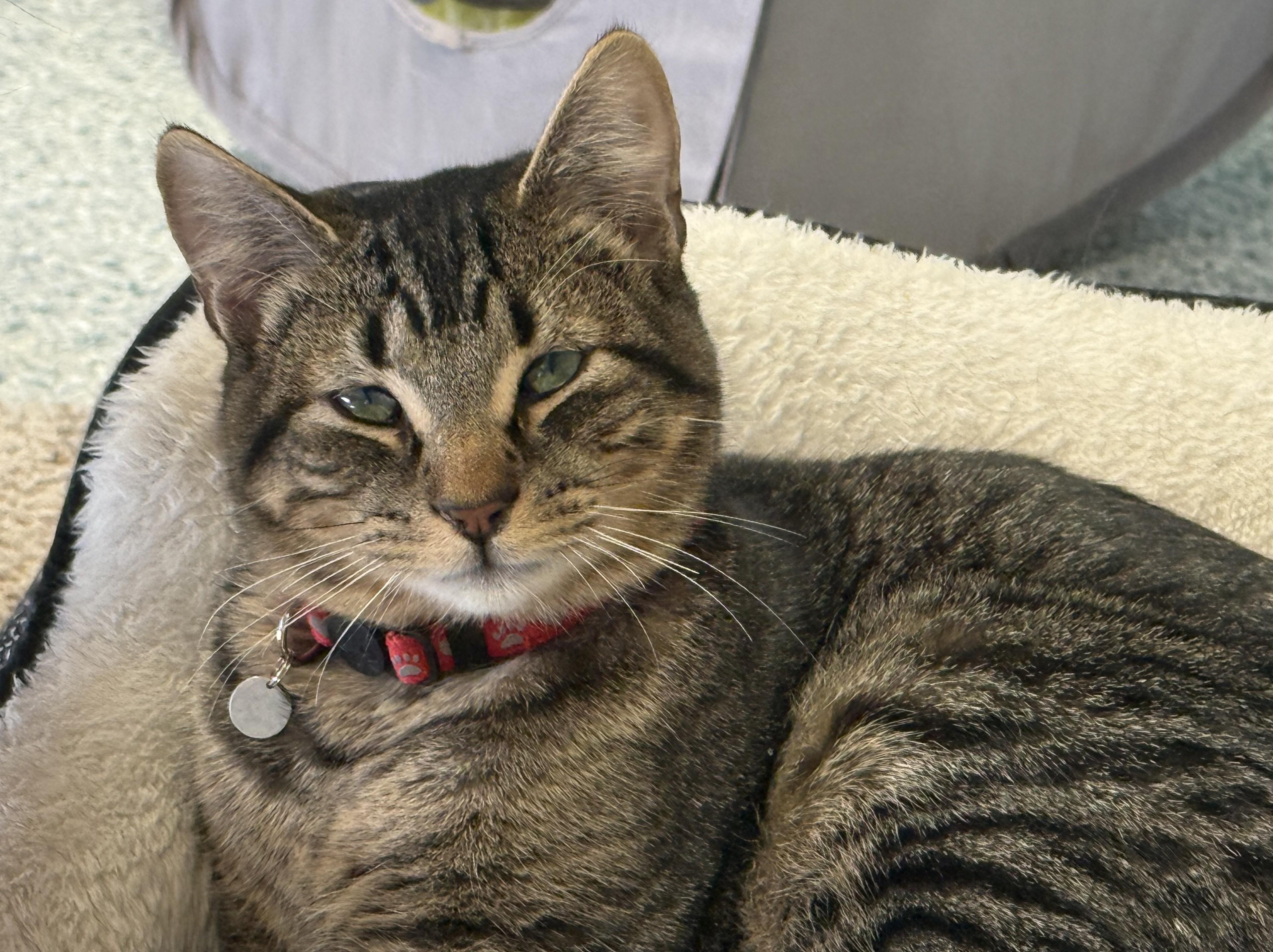 Enlarge Koby, a Adoptable Tabby in Pierre, SD image 1/1