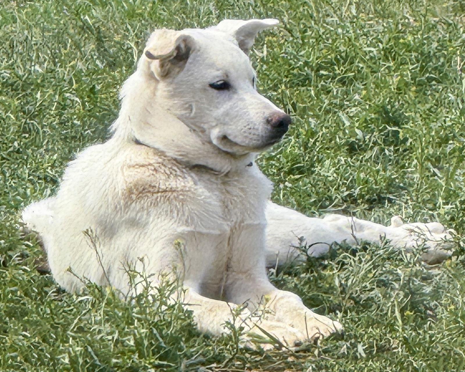 Lily, Adoptable, Puppy Female Husky & German Shepherd Dog.