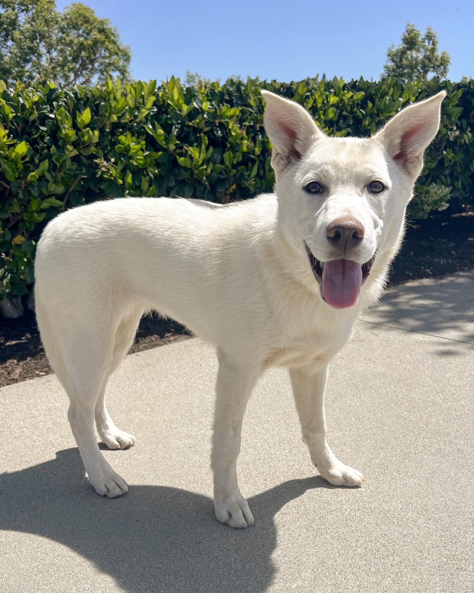 Lily, Adoptable, Puppy Female Husky & German Shepherd Dog.