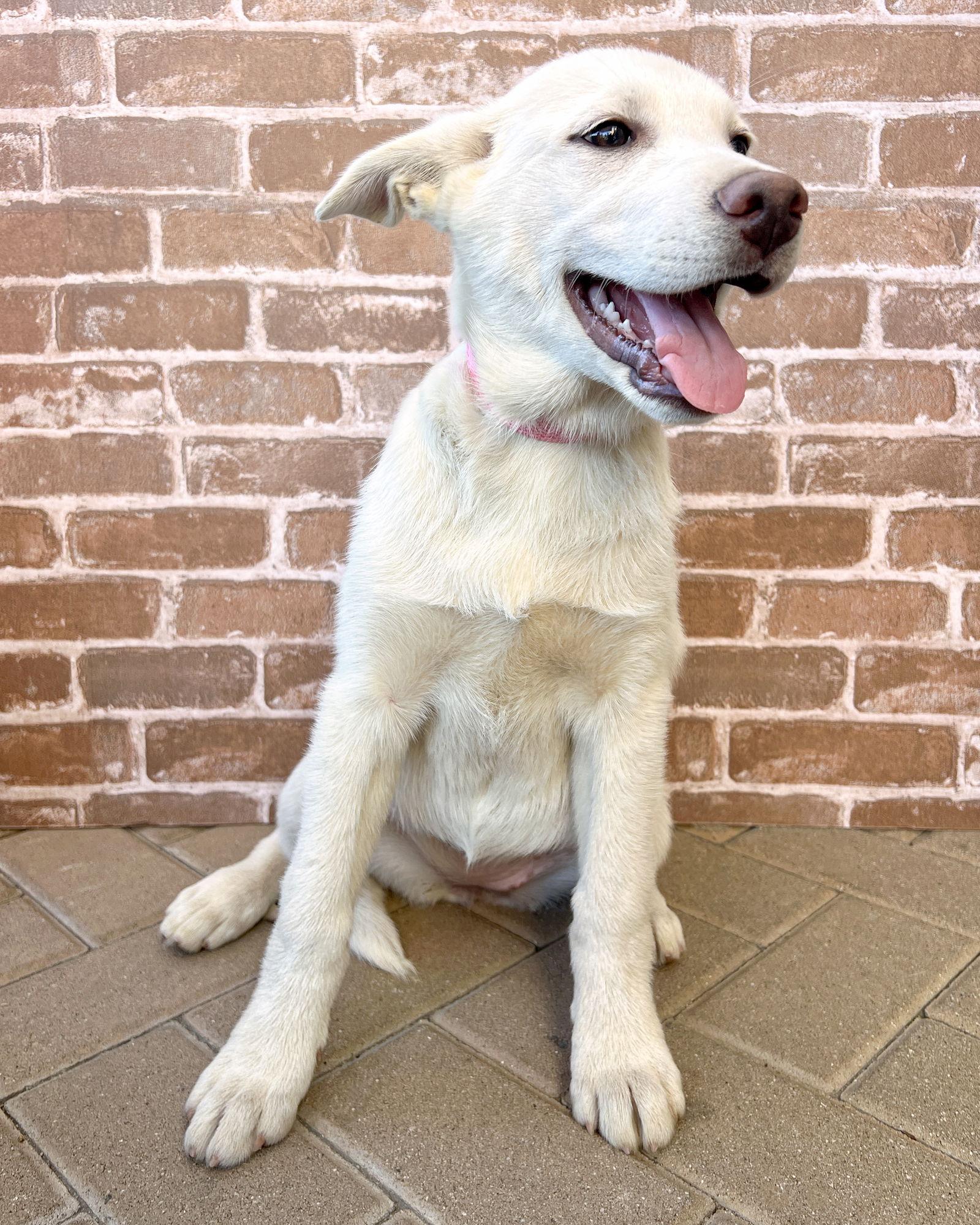 Enlarge Lily, a Adoptable mixed breed in Corona, CA image 2/3