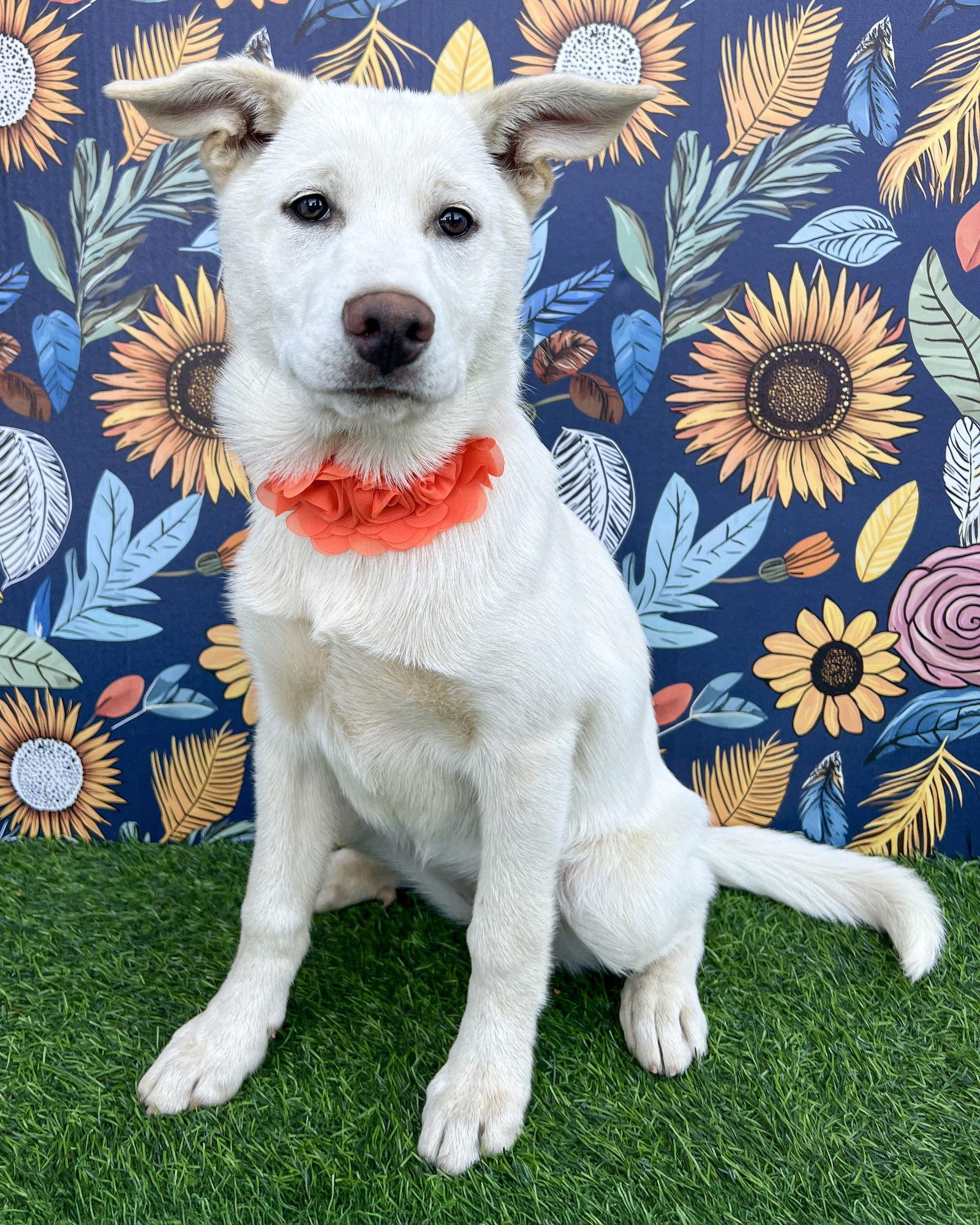 Enlarge Lily, a Adoptable mixed breed in Corona, CA image 3/3
