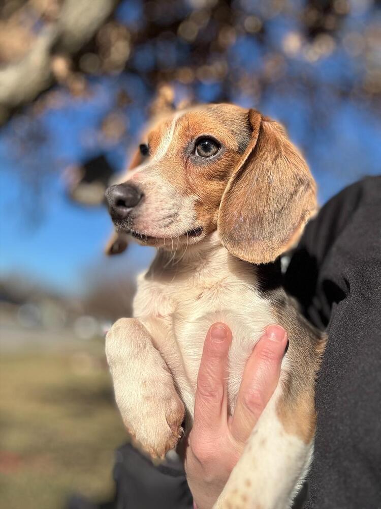 Jimothy - adoption pending, Adoptable, Puppy Male Beagle.