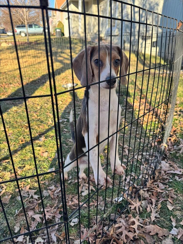 Enlarge Jimothy - adoption pending, a Adoptable Beagle in Shawnee Mission, KS image 2/2