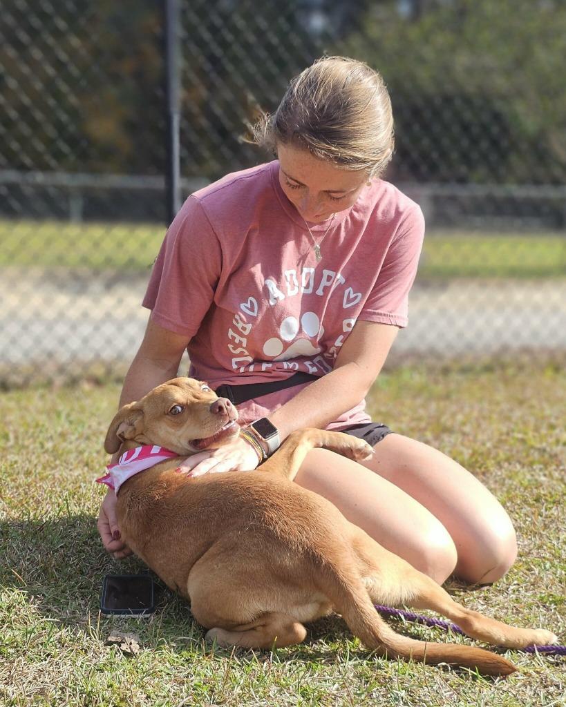 Salem, Adoptable, Young Female Labrador Retriever.
