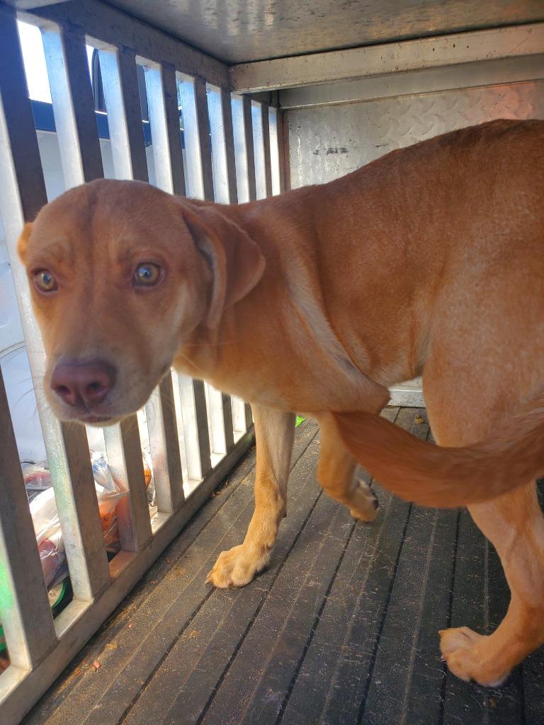 Enlarge Salem, a Adoptable Labrador Retriever in Effingham, SC image 2/5