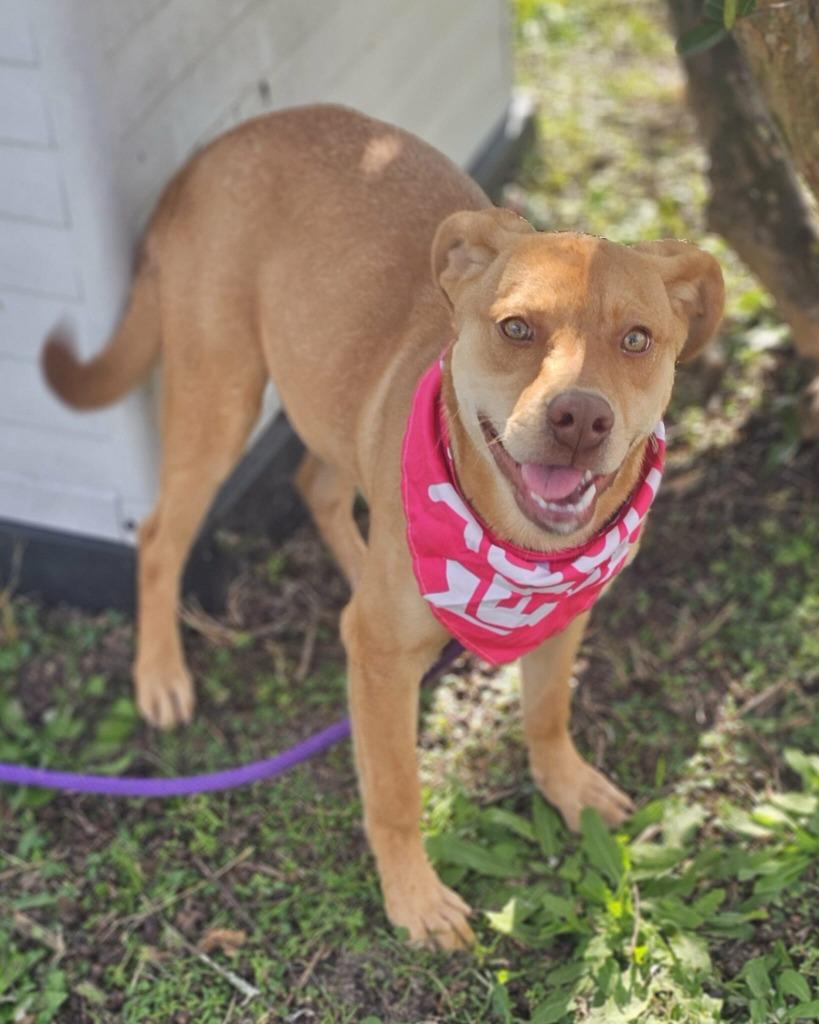 Enlarge Salem, a Adoptable Labrador Retriever in Effingham, SC image 3/5