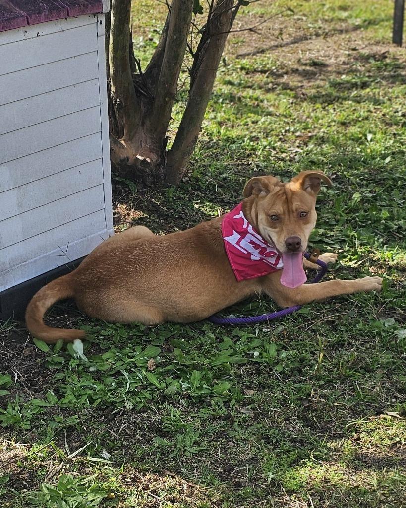 Enlarge Salem, a Adoptable Labrador Retriever in Effingham, SC image 5/5