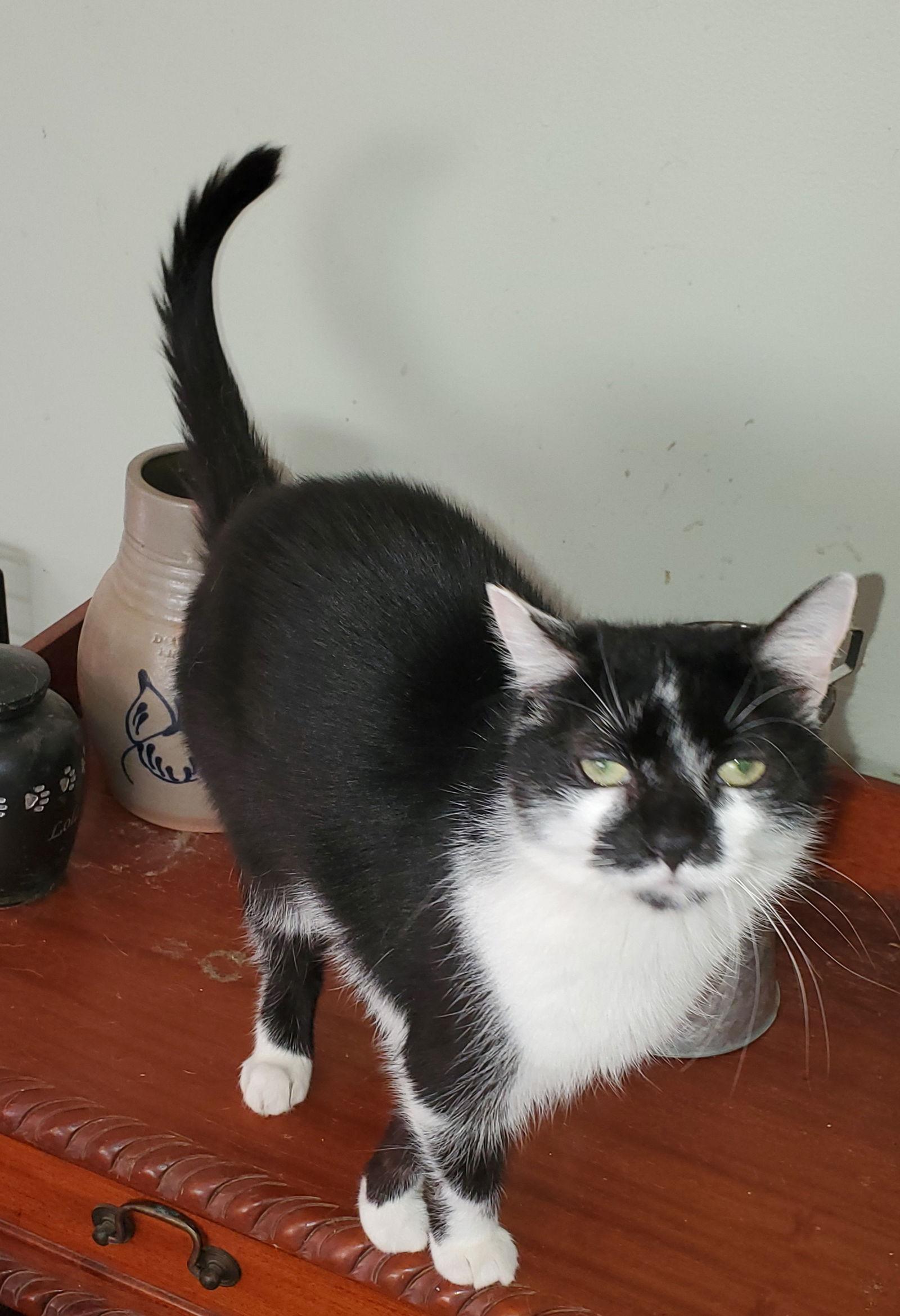 Adeline, Adoptable, Adult Female Domestic Short Hair.
